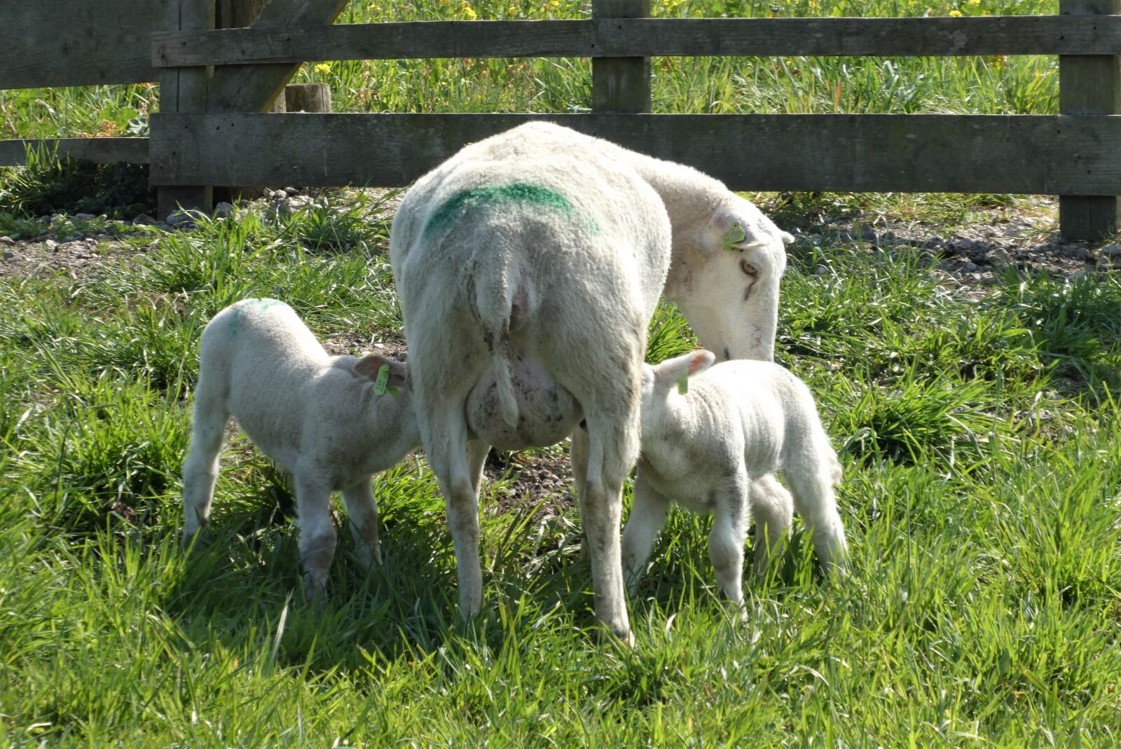 Panasonic Lumix DC-ZS70 (Lumix DC-TZ90) sample photo. Lambs, drinking, feed photography