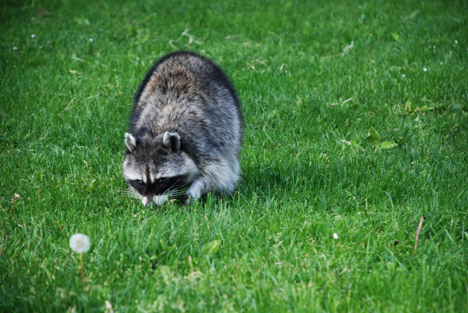 Nikon D80 sample photo. Grass, nature, animal photography