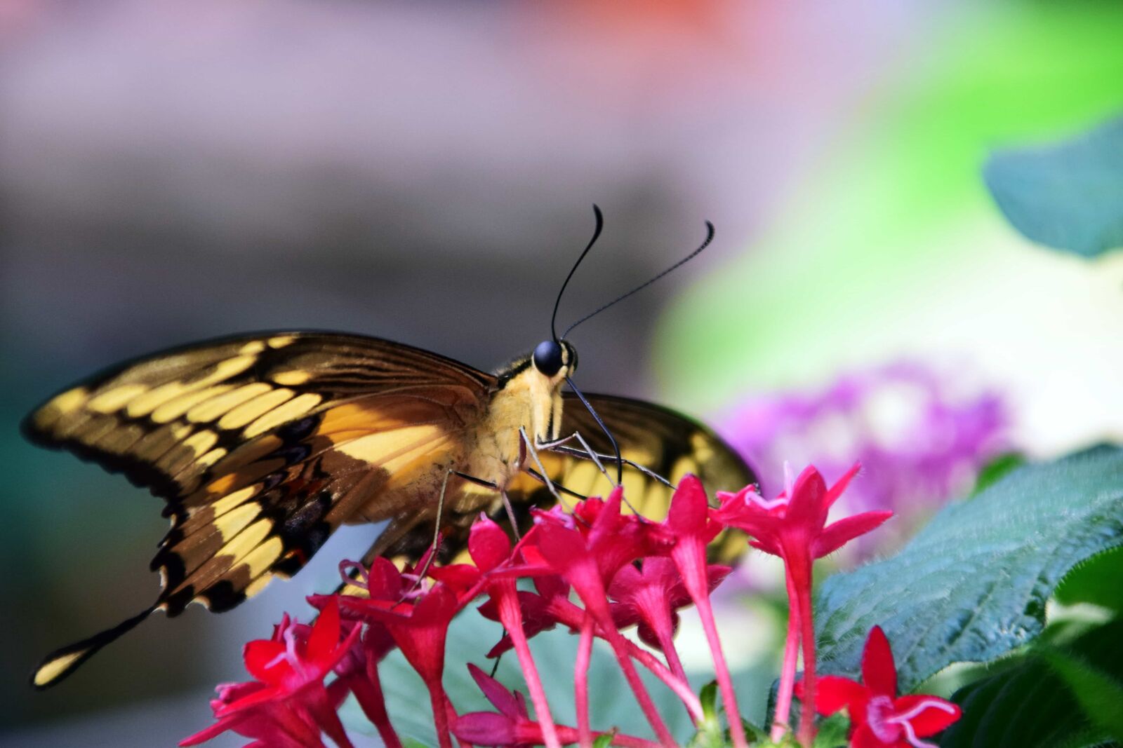 Nikon D3300 sample photo. Flower, insect, summer, garden photography