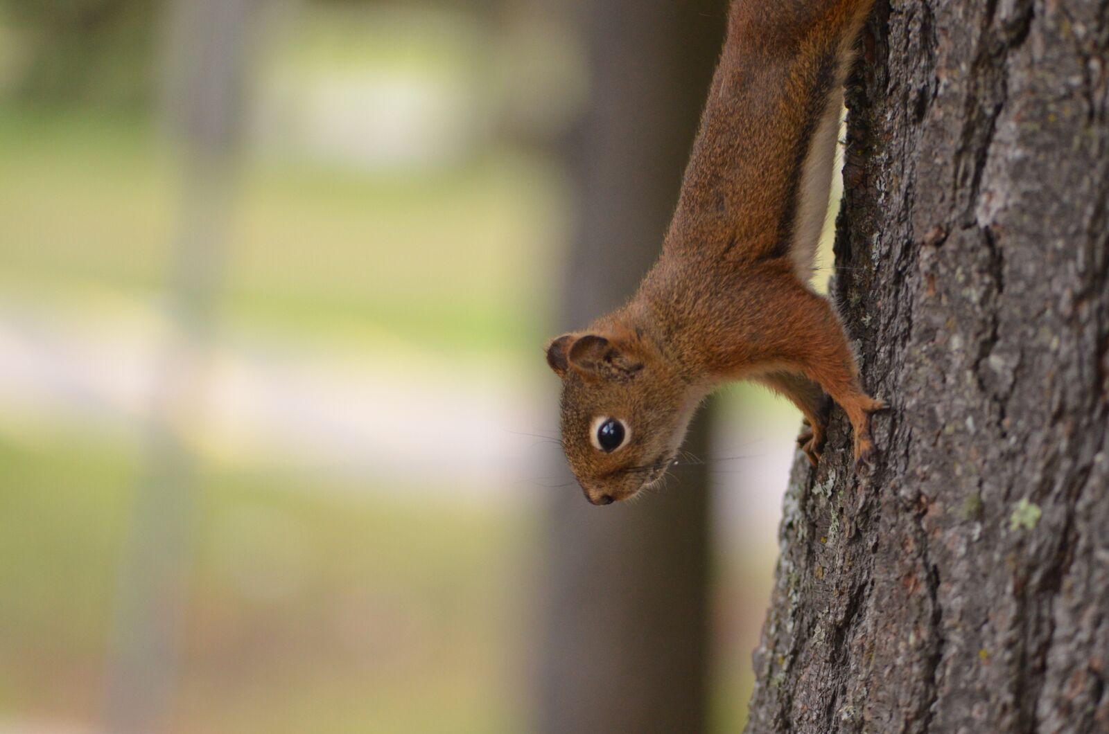 Nikon D7000 sample photo. Wood, nature, wildlife photography