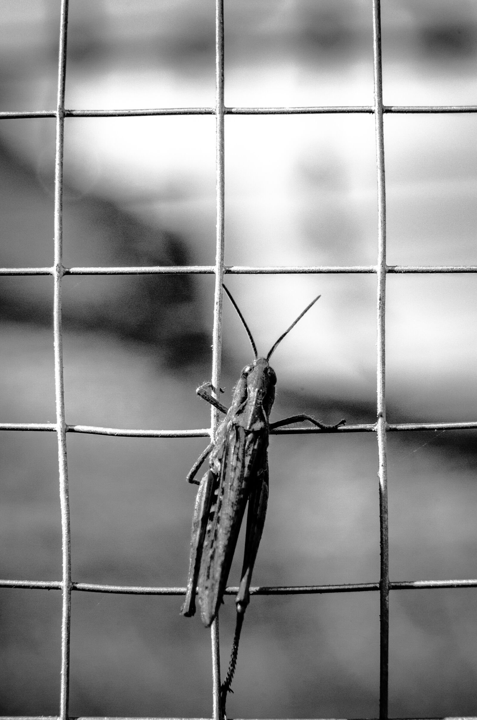 Nikon D5100 sample photo. Desert locust, insect, insects photography