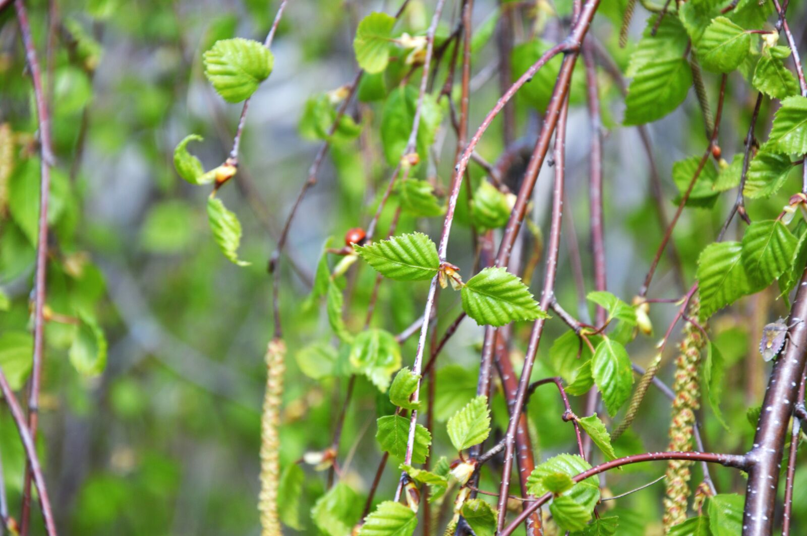 Nikon D3200 sample photo. Branch, spring, bloom photography