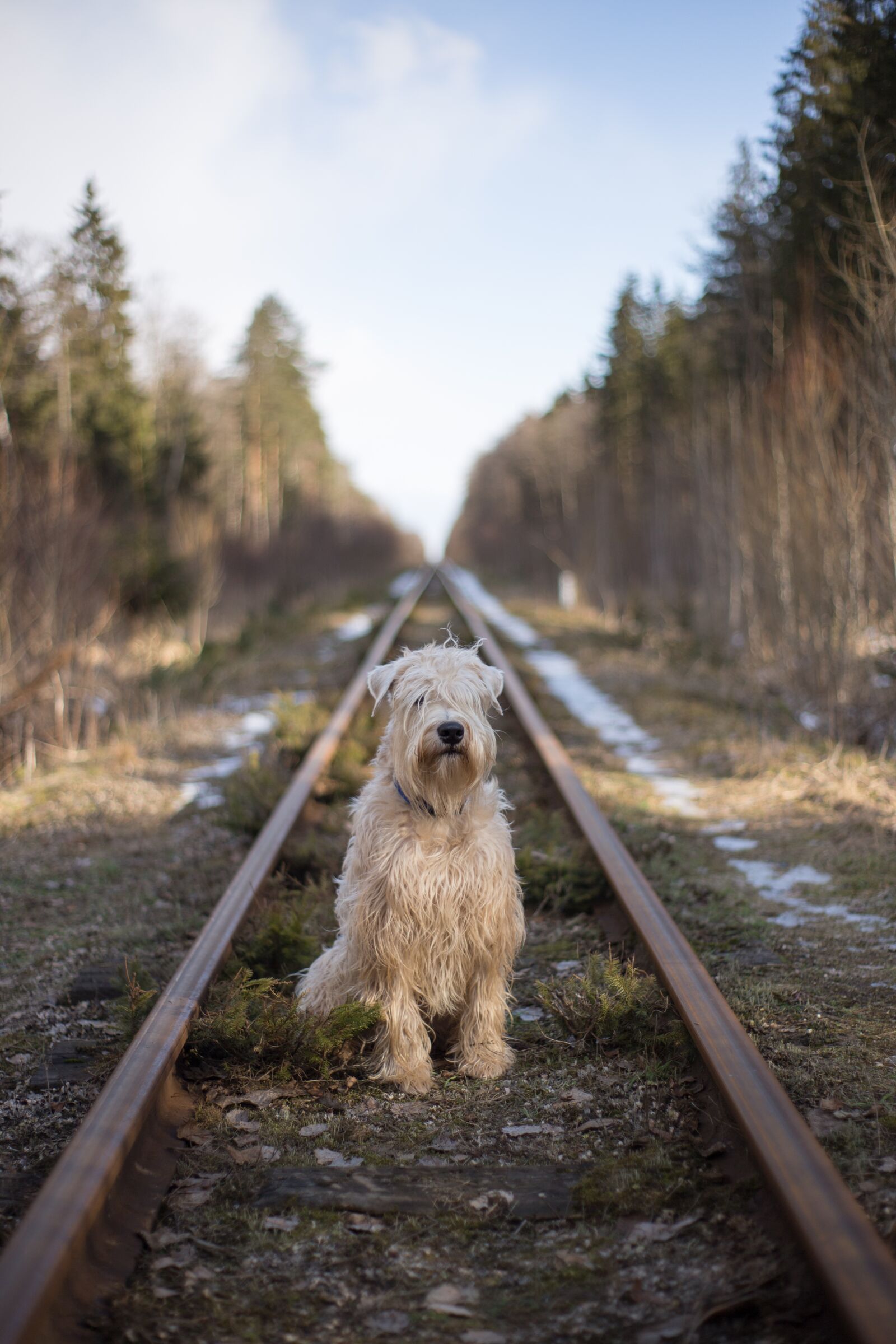 Canon EOS 6D sample photo. Dog, nature, outdoors photography