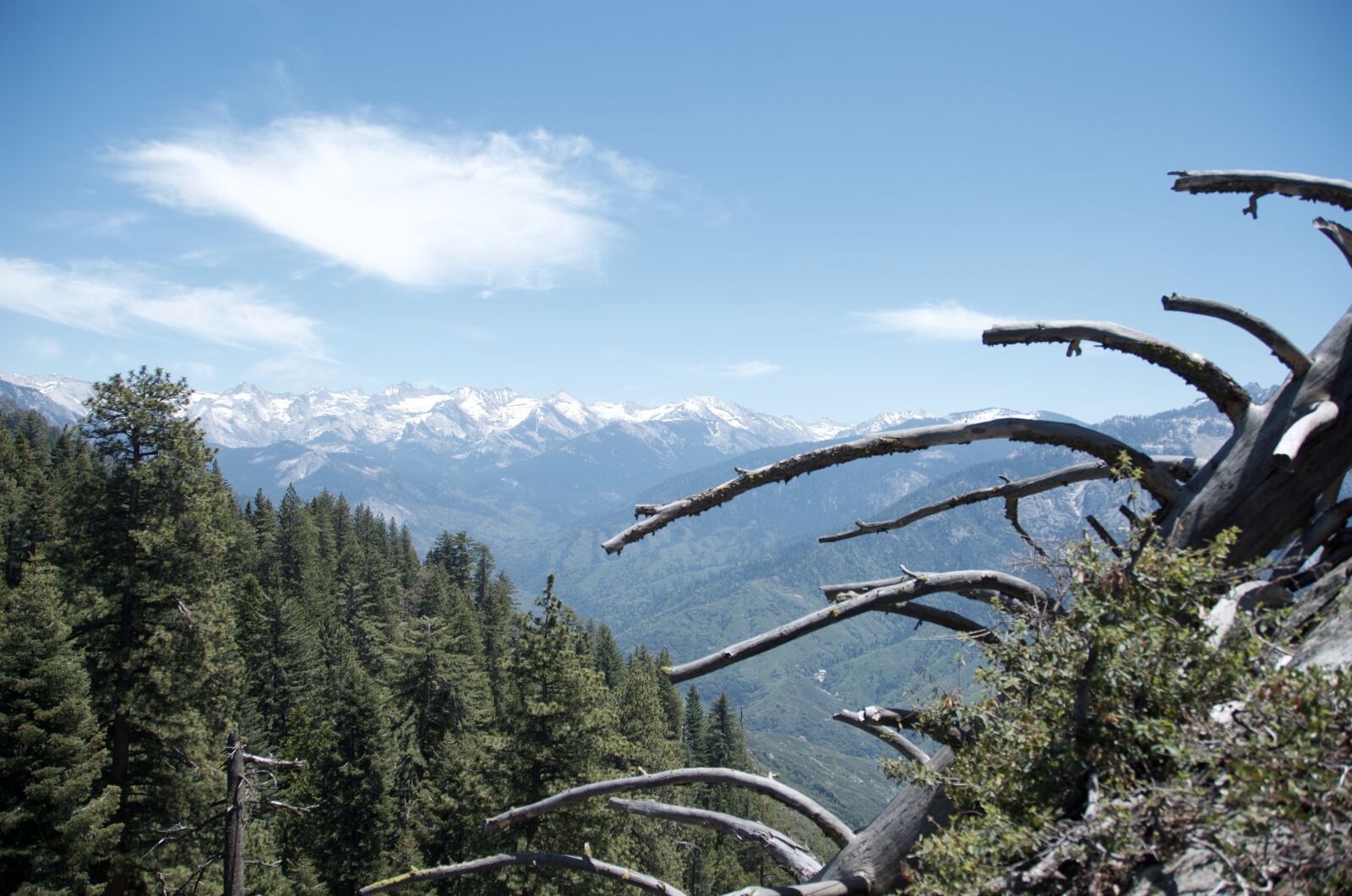 Nikon D7000 sample photo. Sequoia national park, freedom photography