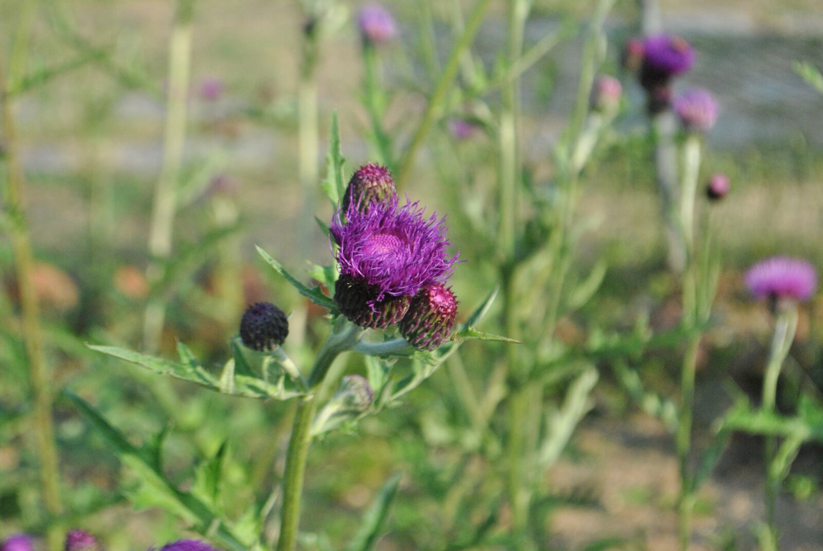 Nikon D3000 sample photo. Referred introduction, see flowers photography