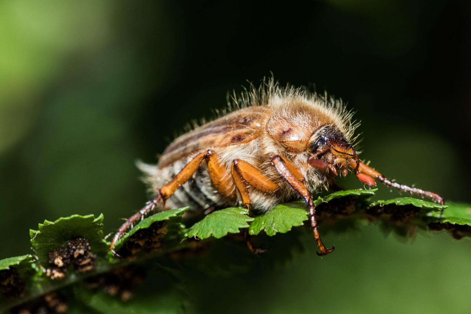 Canon EOS 7D Mark II sample photo. Chafer, maikäfer, krabbeltier photography