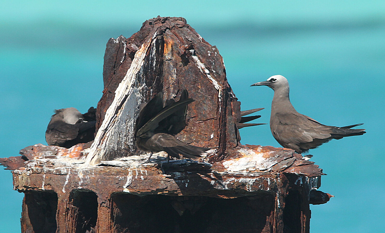 Canon EF 300mm F4L IS USM sample photo