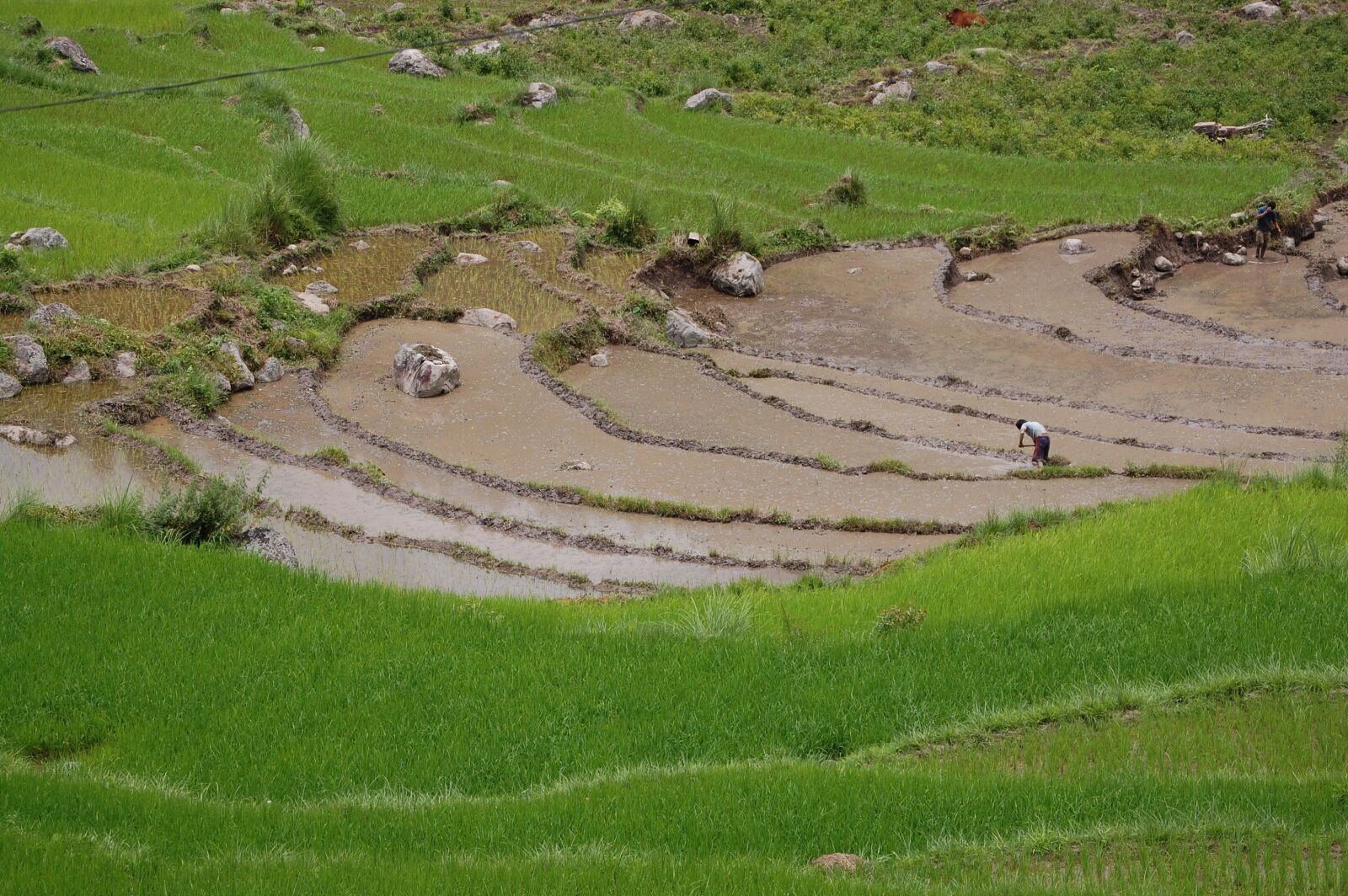 Nikon D40 sample photo. Bhutan, rice paddy, asia photography