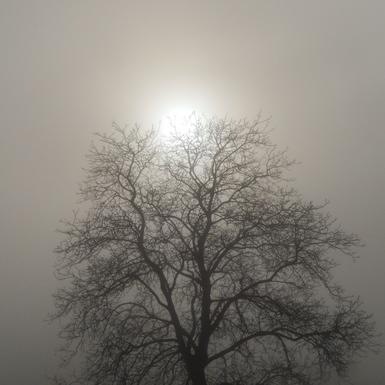 Nikon Coolpix S9500 sample photo. Koblenz, fog, tree photography