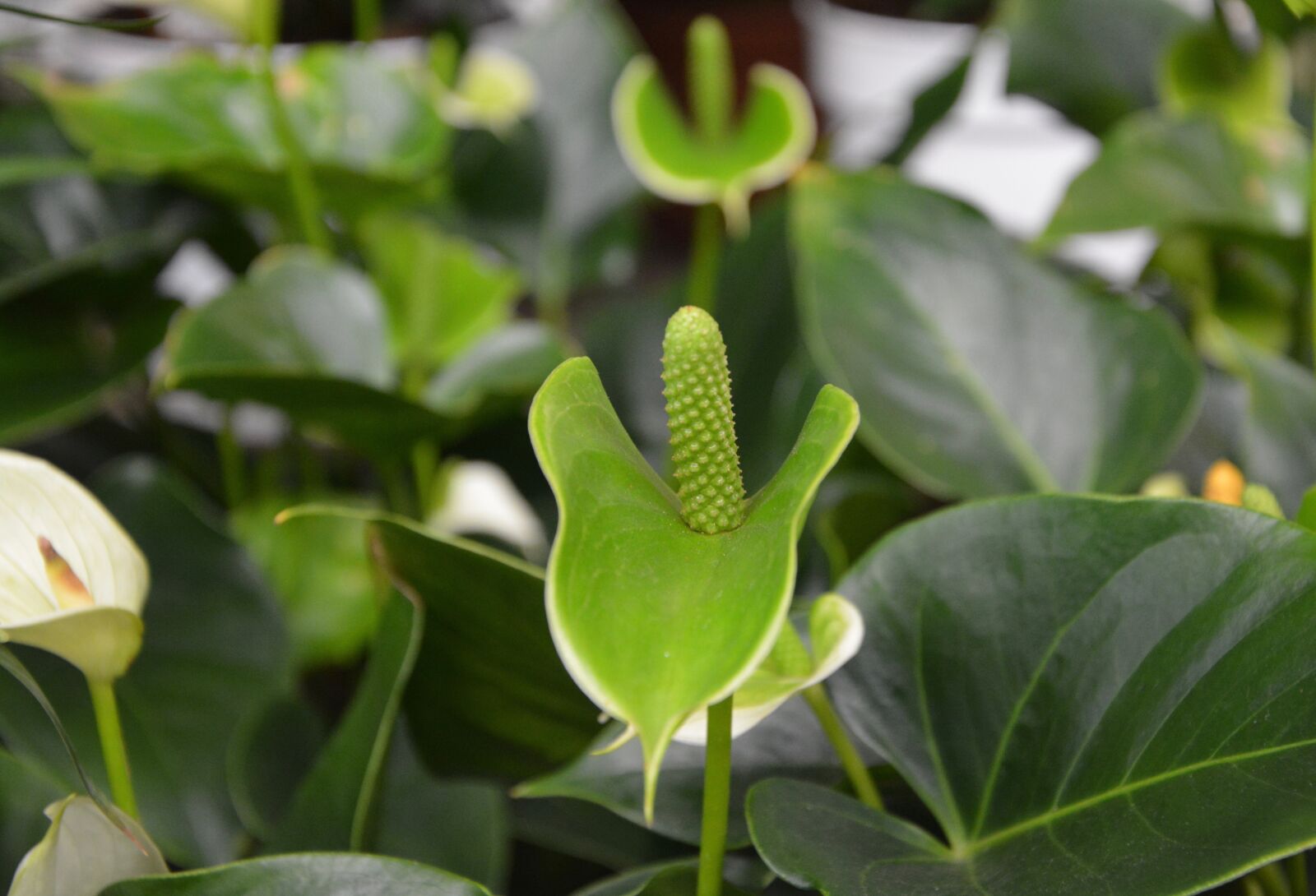 Nikon D5200 sample photo. Plant, green plant, succulent photography