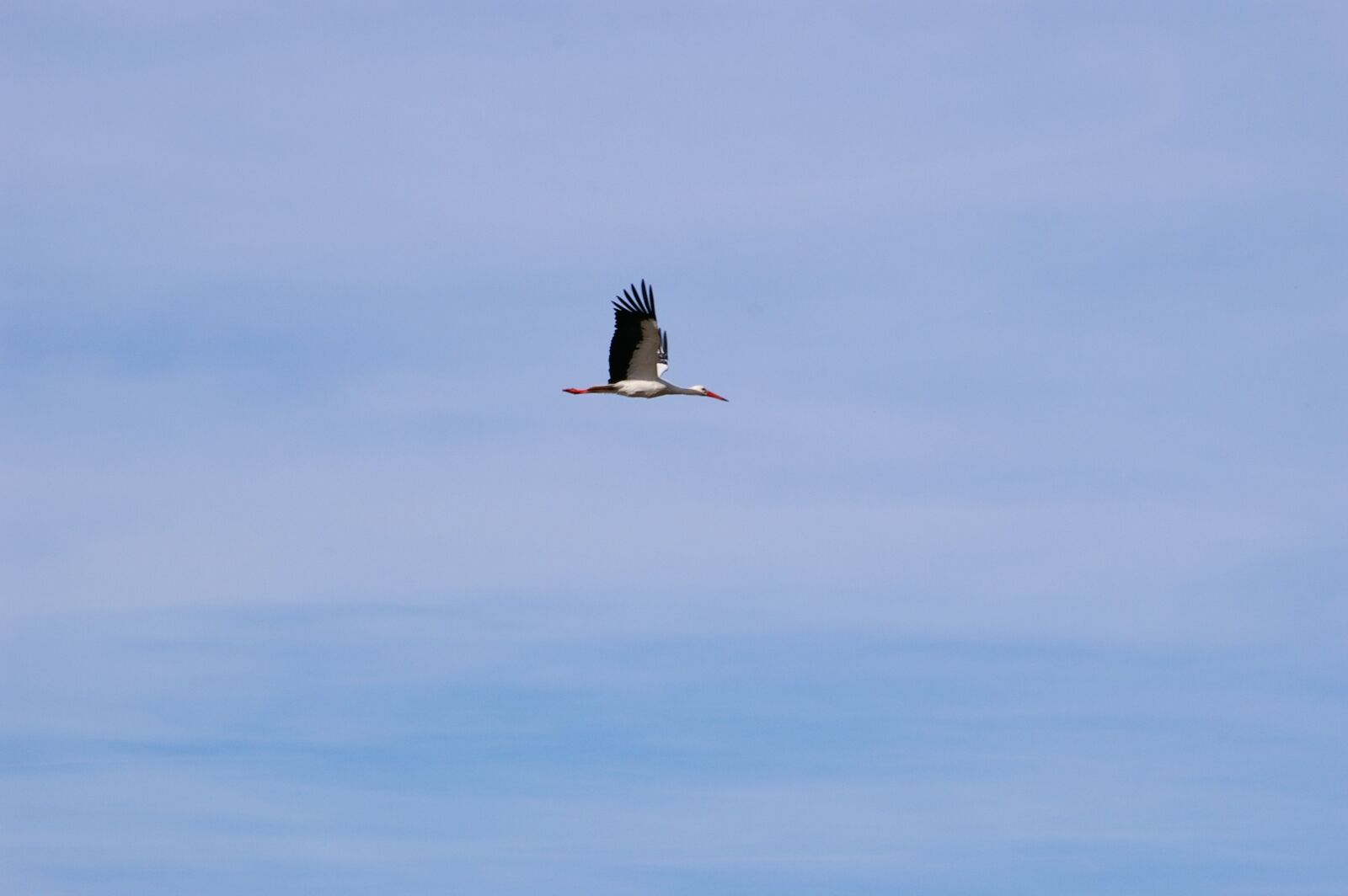 Pentax *ist DL sample photo. Stork, bird, freedom photography