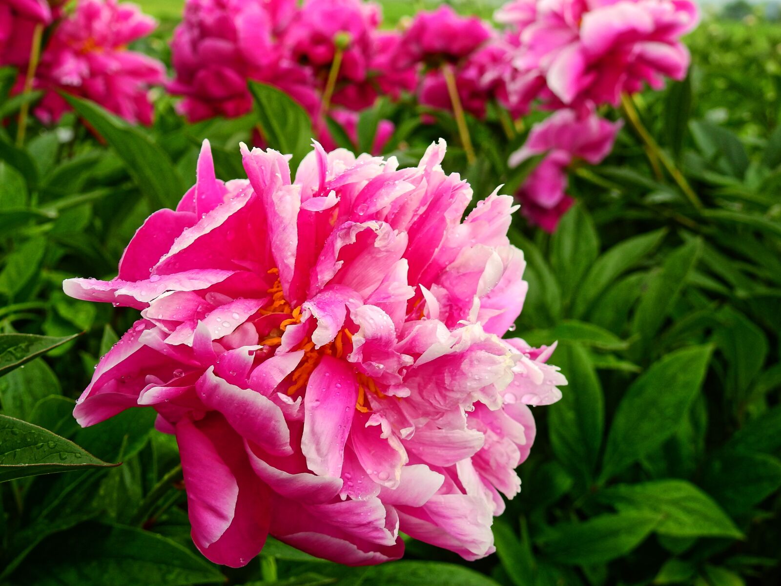Nikon Coolpix P900 sample photo. Flower, blossom, bloom photography
