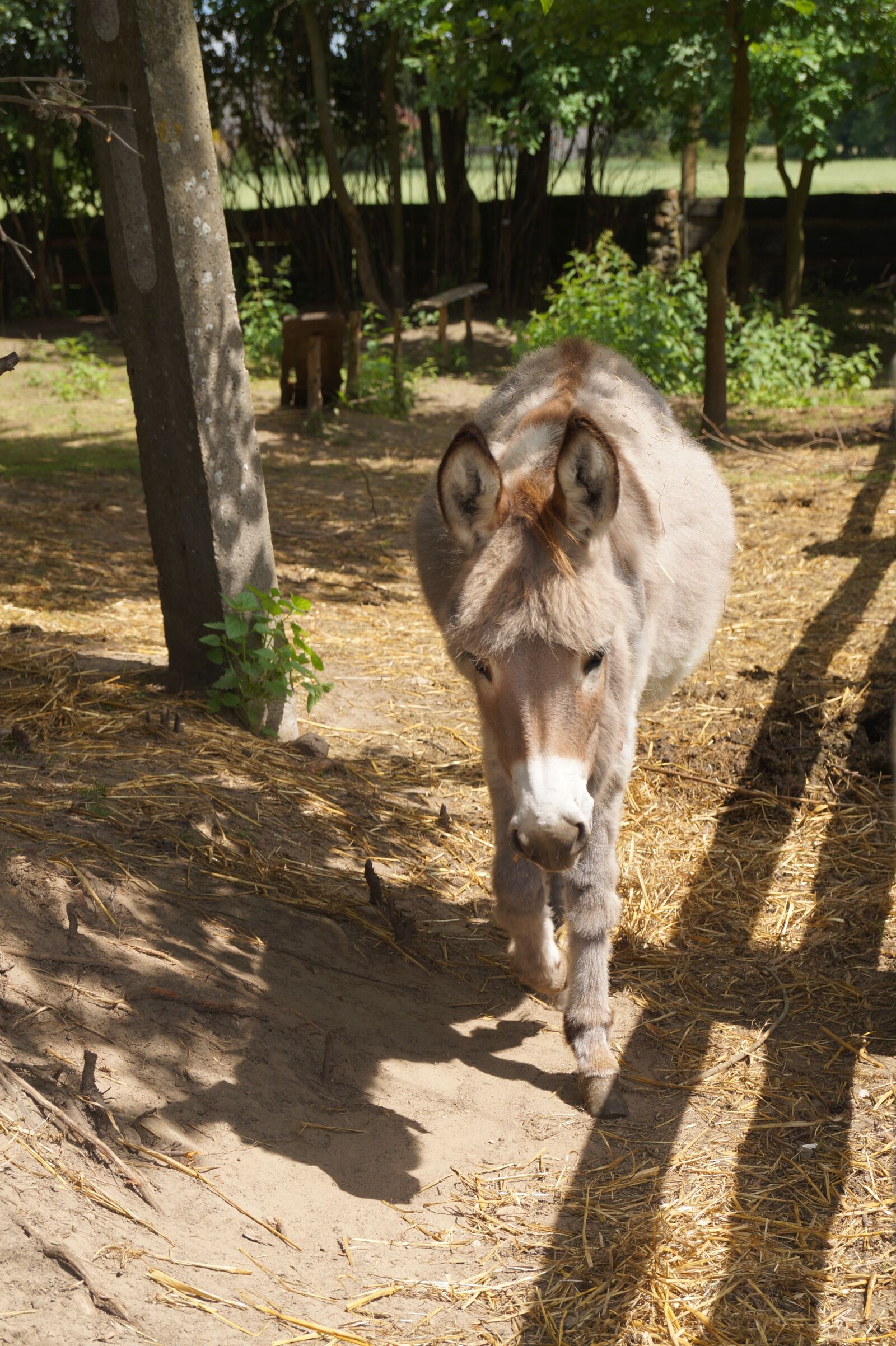 Sony DT 18-55mm F3.5-5.6 SAM II sample photo. Donkey, animal, farm photography