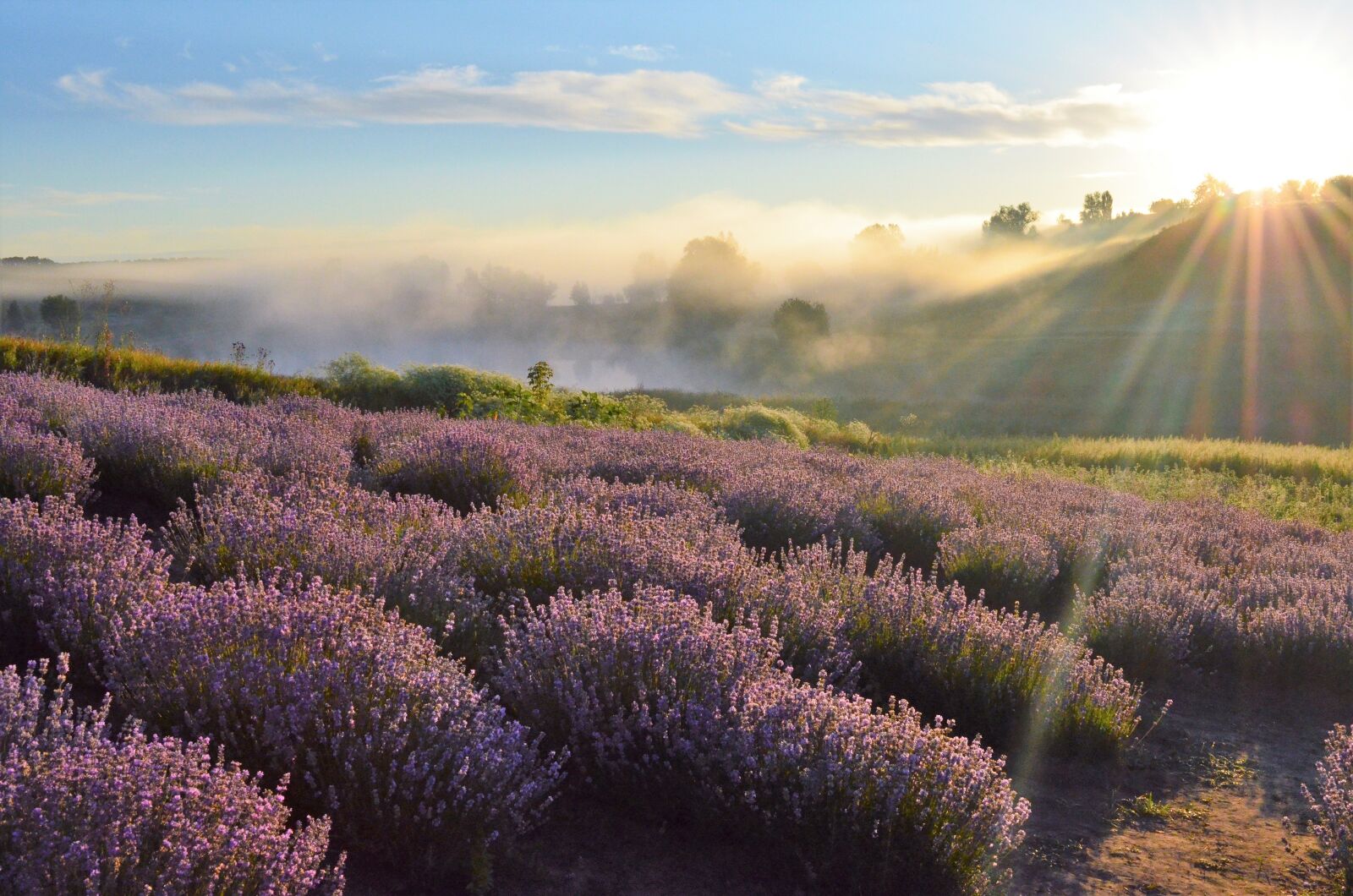 Nikon D5100 sample photo. Field, horizon, lavender photography