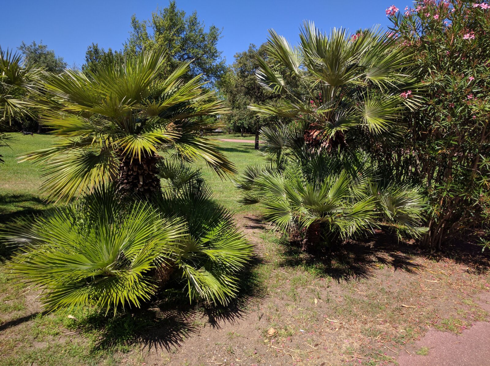 Google Nexus 6P sample photo. Palm trees, park, meadow photography