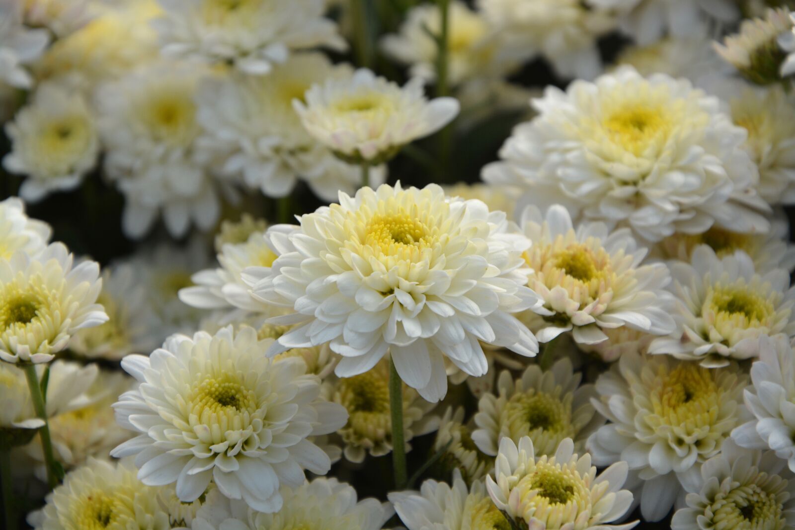 Nikon D5200 sample photo. White flowers, white chrysanthemums photography