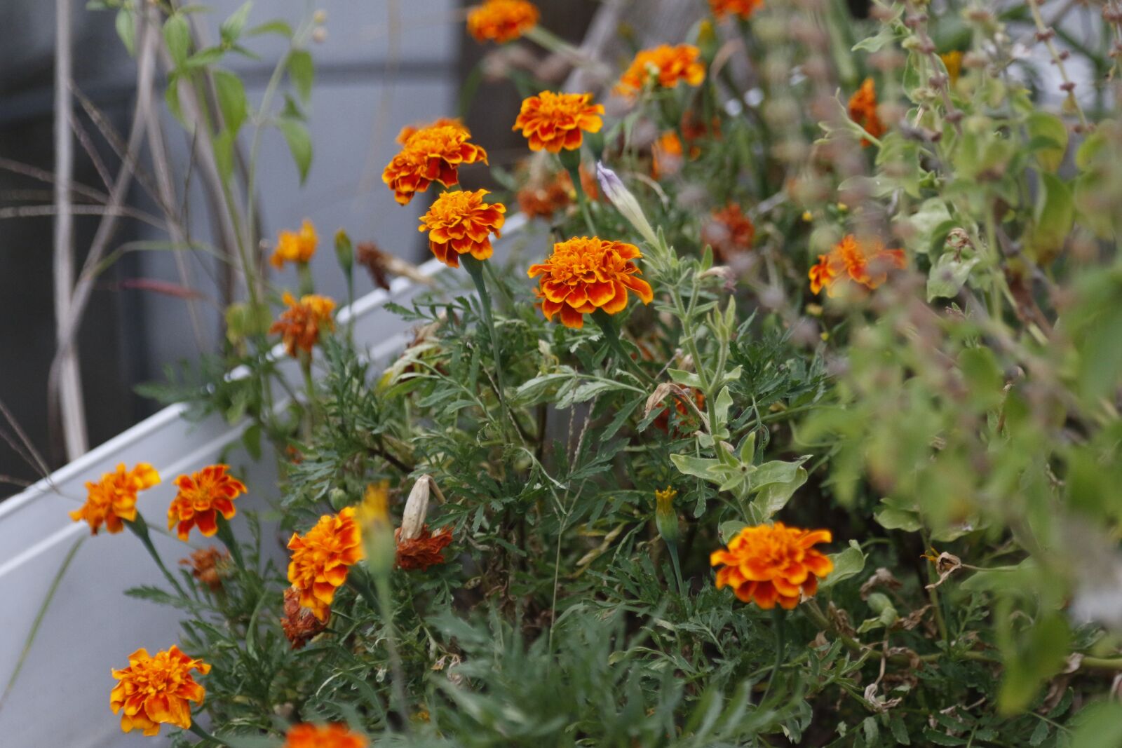 Canon EOS 70D + Canon EF 24-105mm F4L IS USM sample photo. Landscape, flower, flowers photography