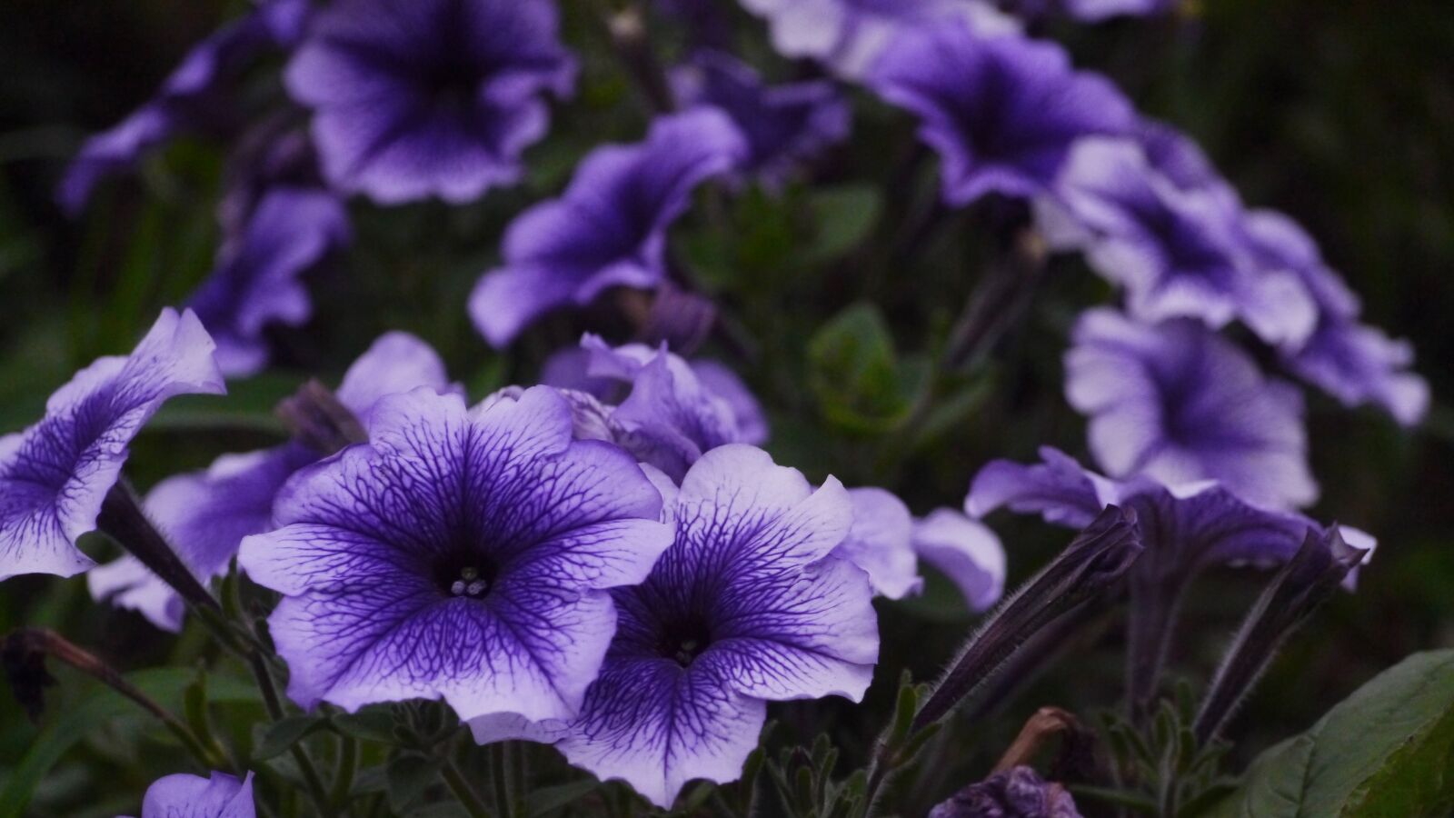 Panasonic Lumix DMC-GX1 sample photo. Purple, flowers, grass photography