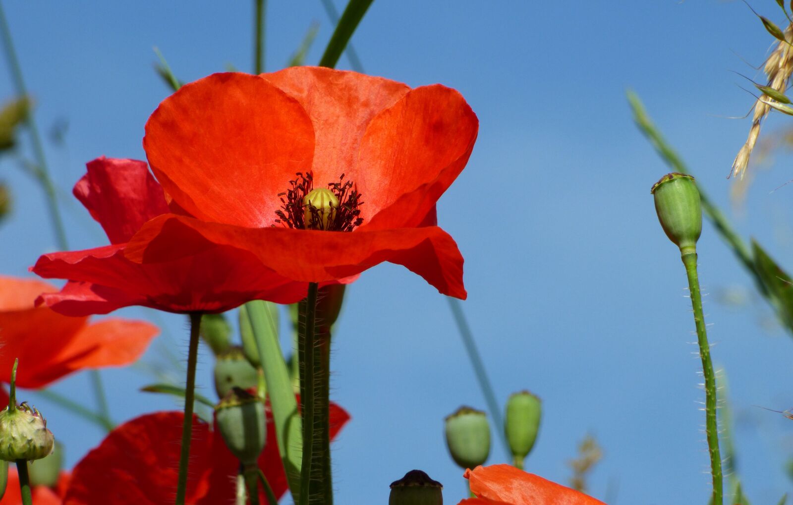 Panasonic DMC-FZ72 sample photo. Flower, poppy, rhône photography