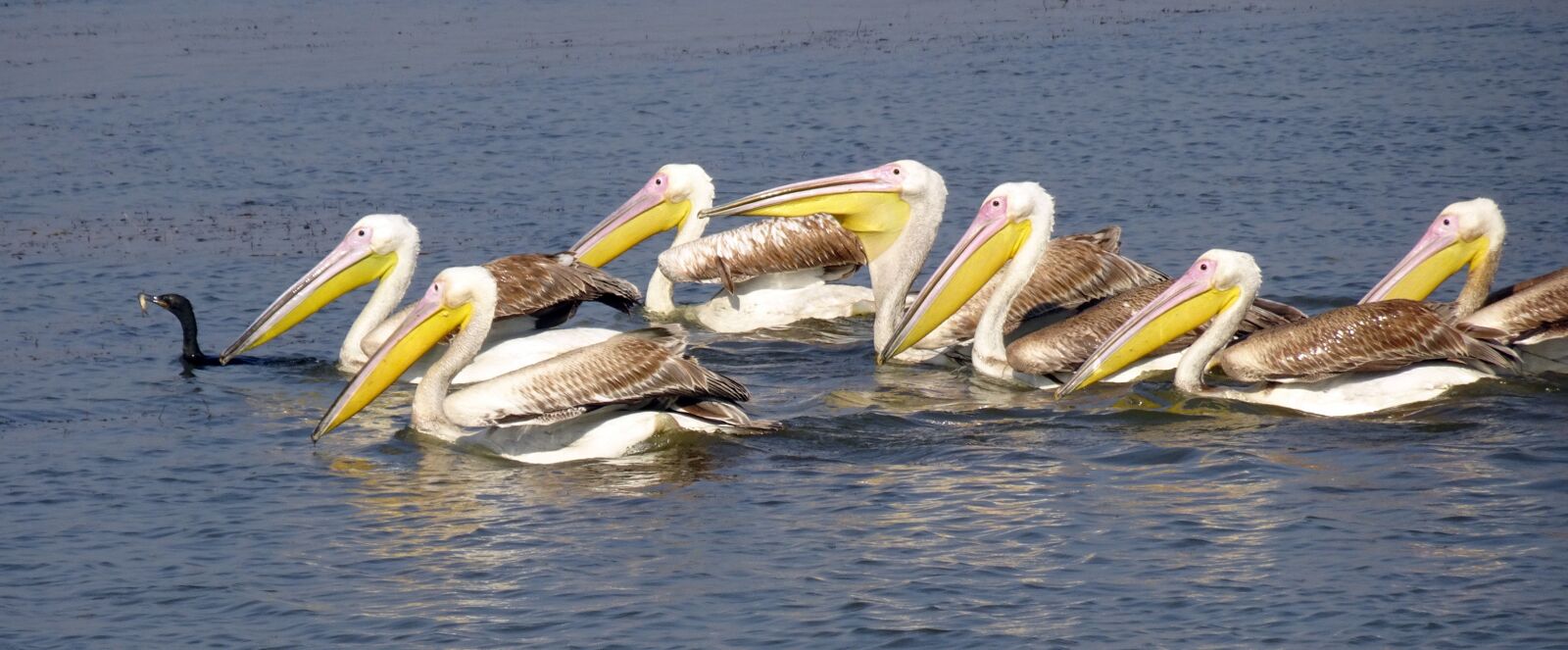 Sony Cyber-shot DSC-HX90V sample photo. Great white pelican, pelecanus photography