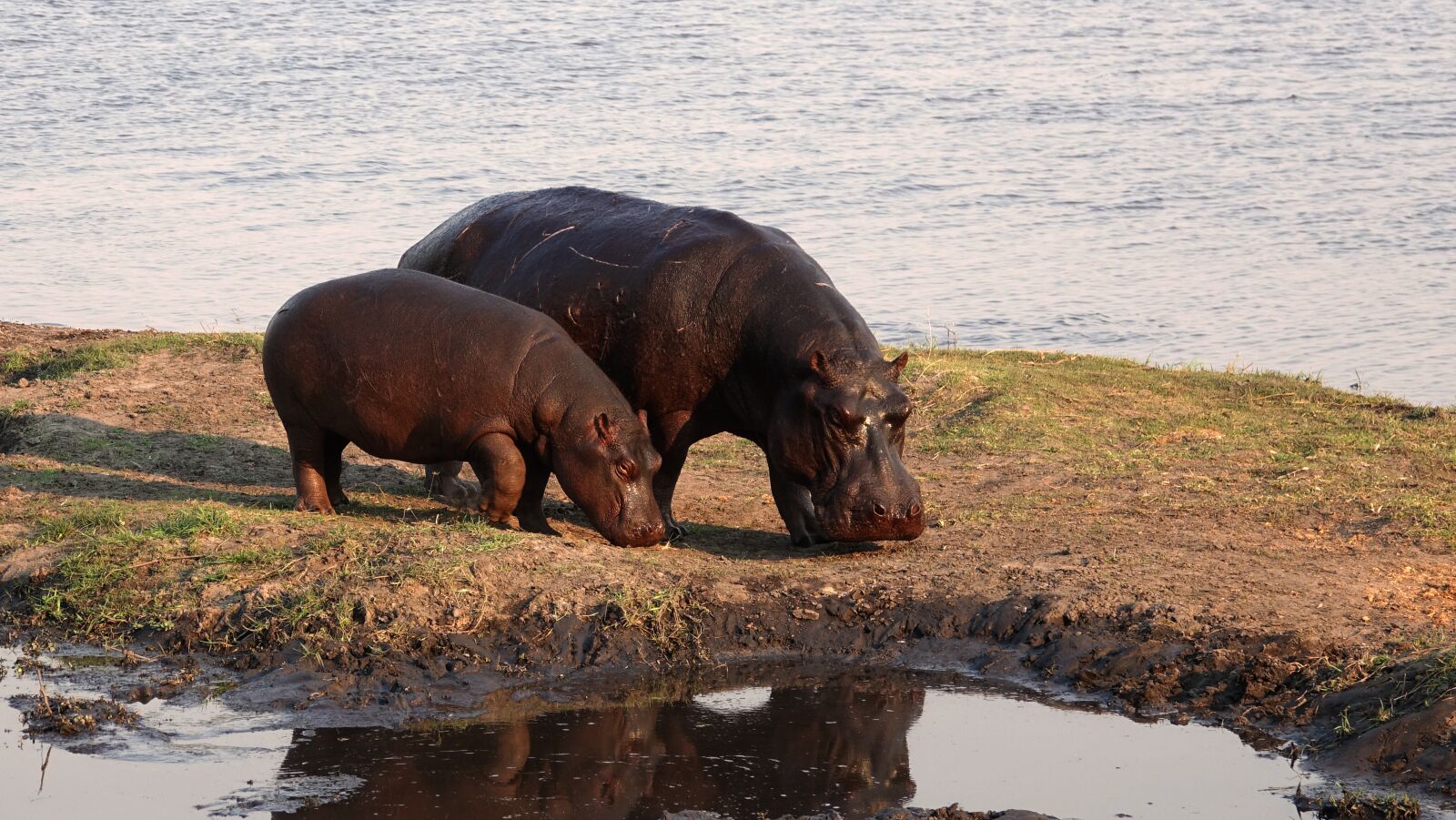 Sony Cyber-shot DSC-RX10 III sample photo. Africa, hippos, safari photography
