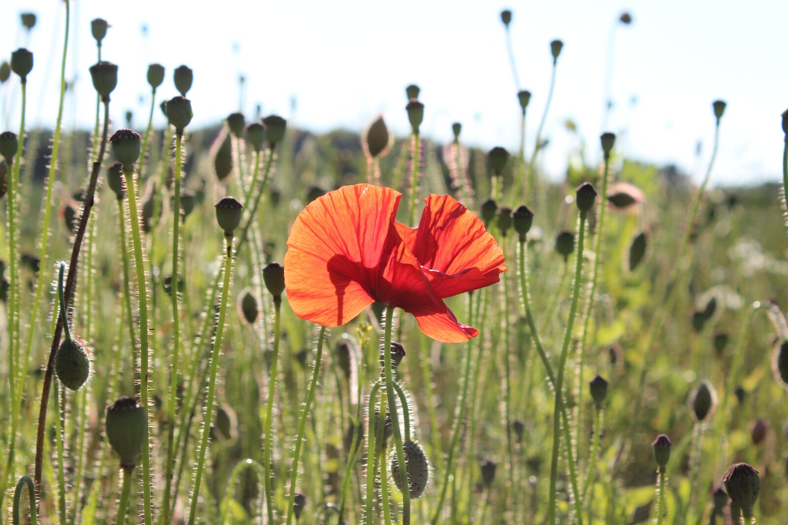 Canon EOS 600D (Rebel EOS T3i / EOS Kiss X5) sample photo. Poppy, klatschmohn, nature photography