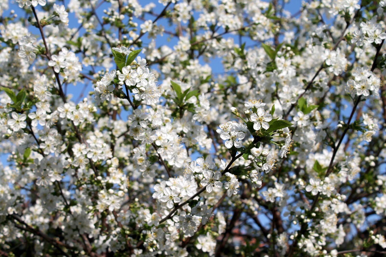 Canon EOS 1100D (EOS Rebel T3 / EOS Kiss X50) sample photo. Flower, tree, cherry photography