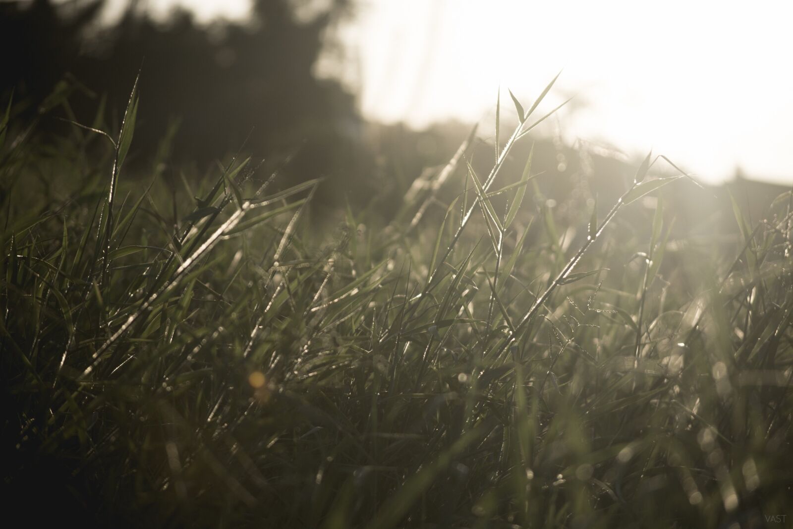 Nikon D5200 sample photo. Grass, green, winf photography