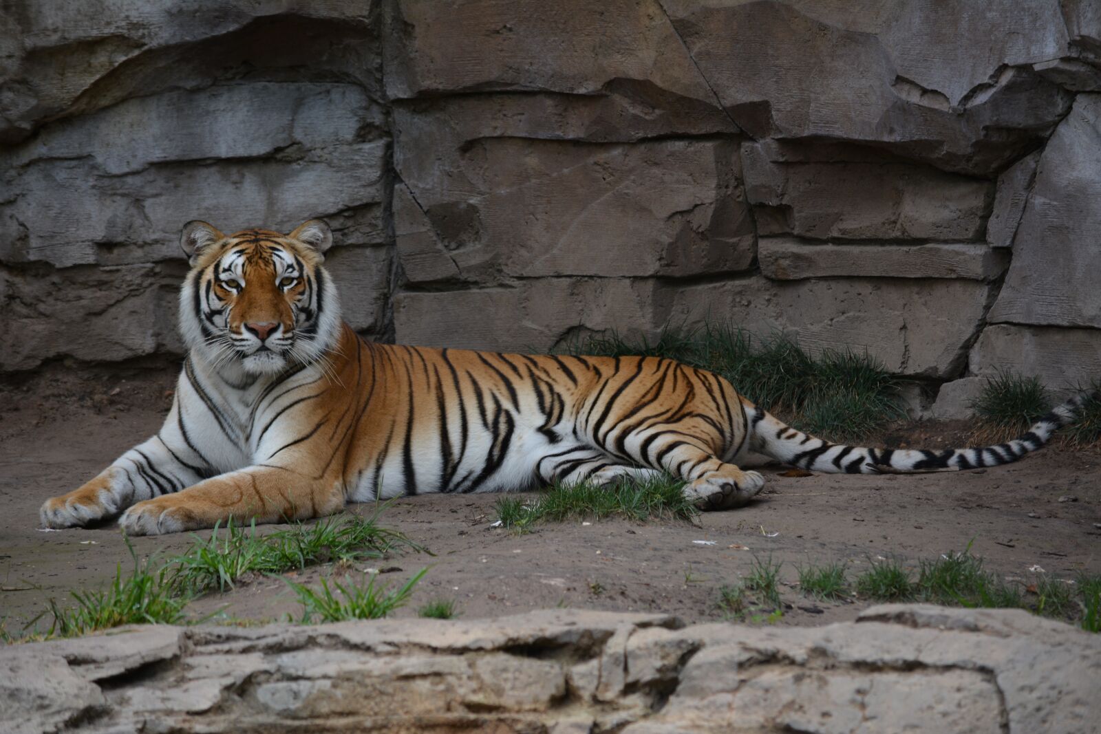 Nikon D5200 sample photo. Tiger, zoo, feline photography