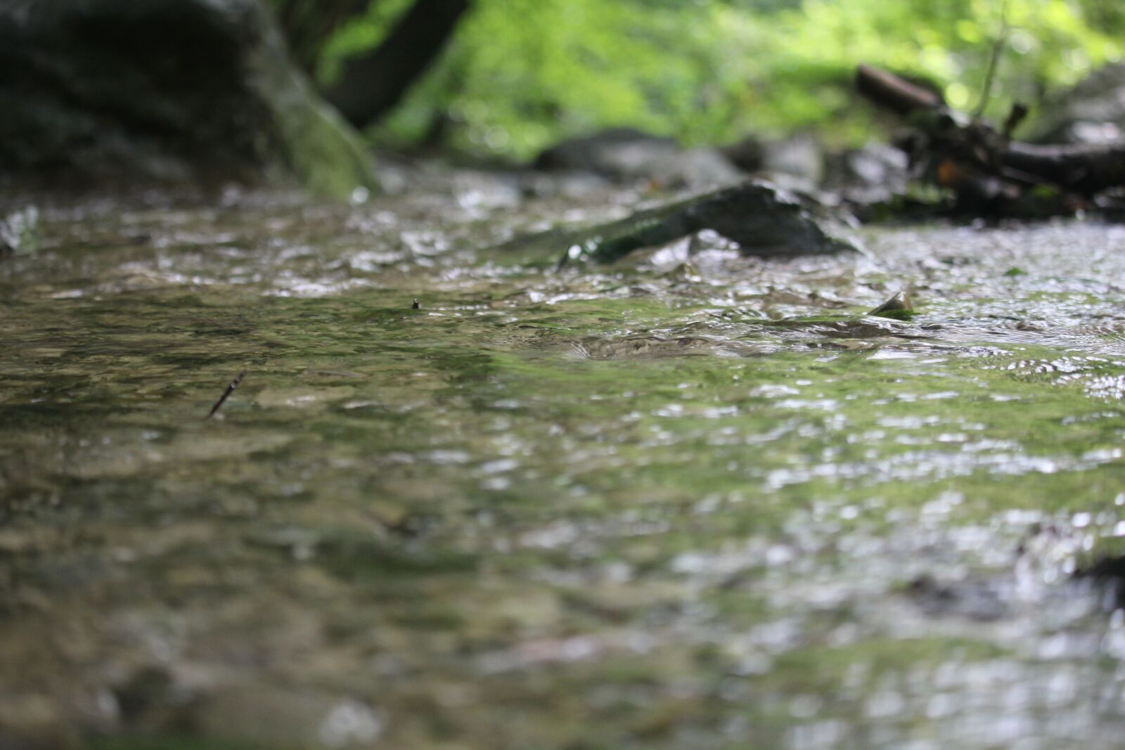 Canon EOS 60D + Canon EF-S 55-250mm F4-5.6 IS STM sample photo. River, forest, nature photography