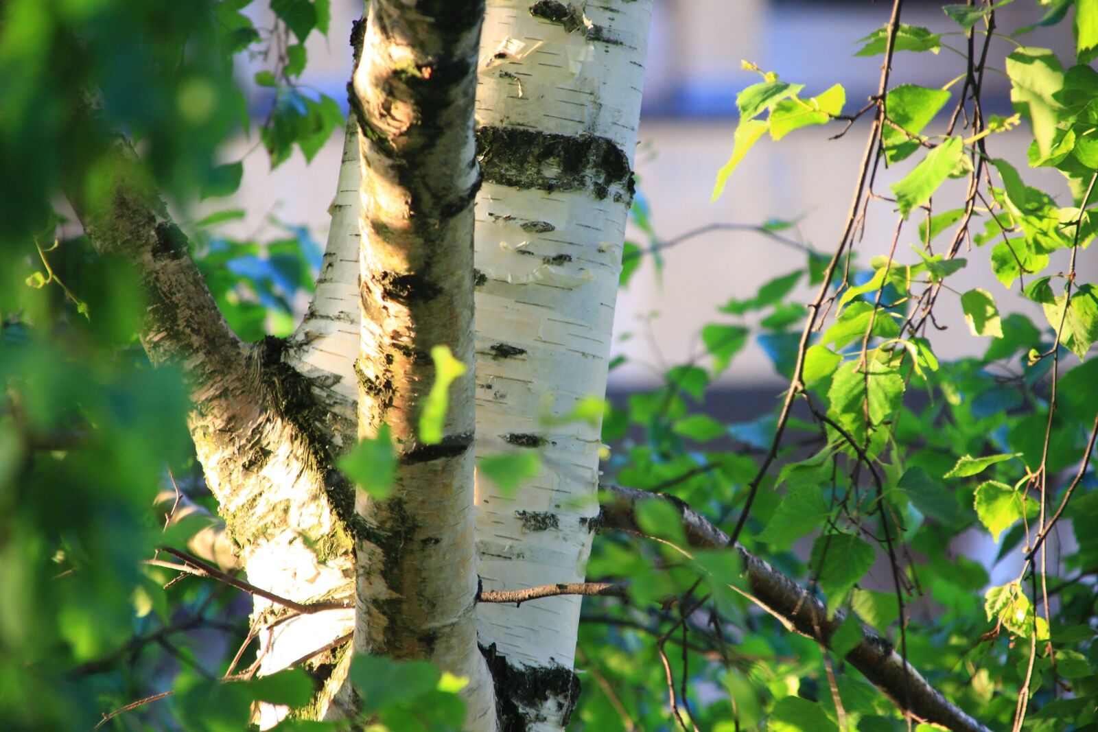 Canon EOS 100D (EOS Rebel SL1 / EOS Kiss X7) + Canon TS-E 90mm F2.8 Tilt-Shift sample photo. Birch, tree, closeup photography