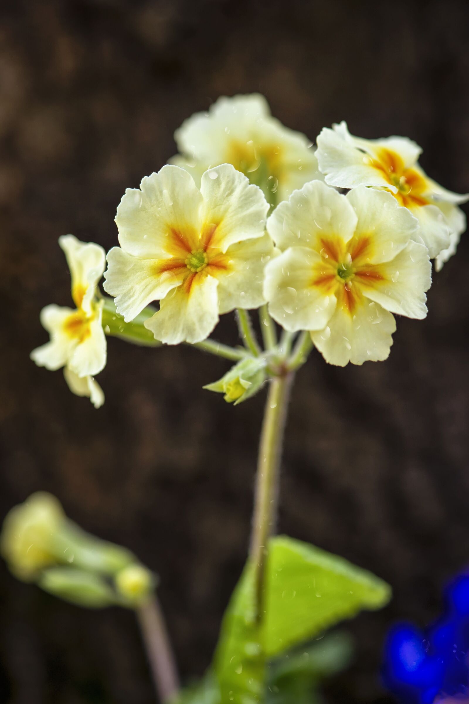 Nikon D3S sample photo. Flower, primrose, garden photography