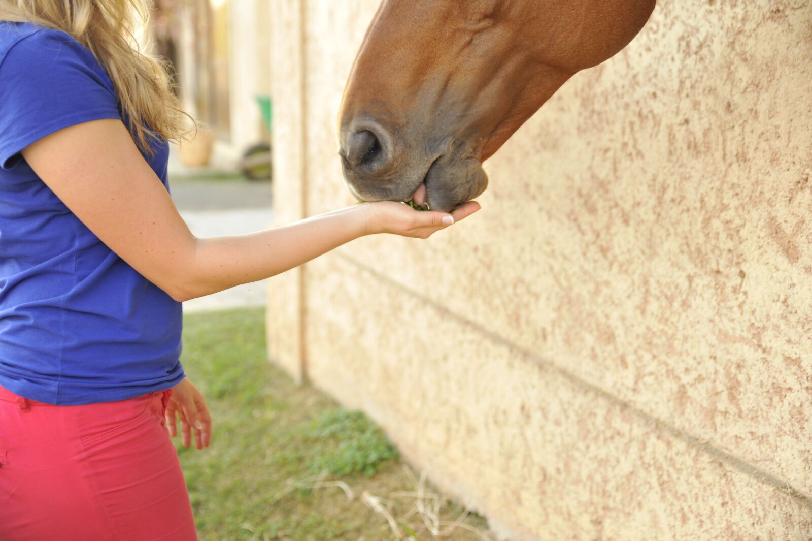 Nikon D700 sample photo. Horse, love, understanding photography