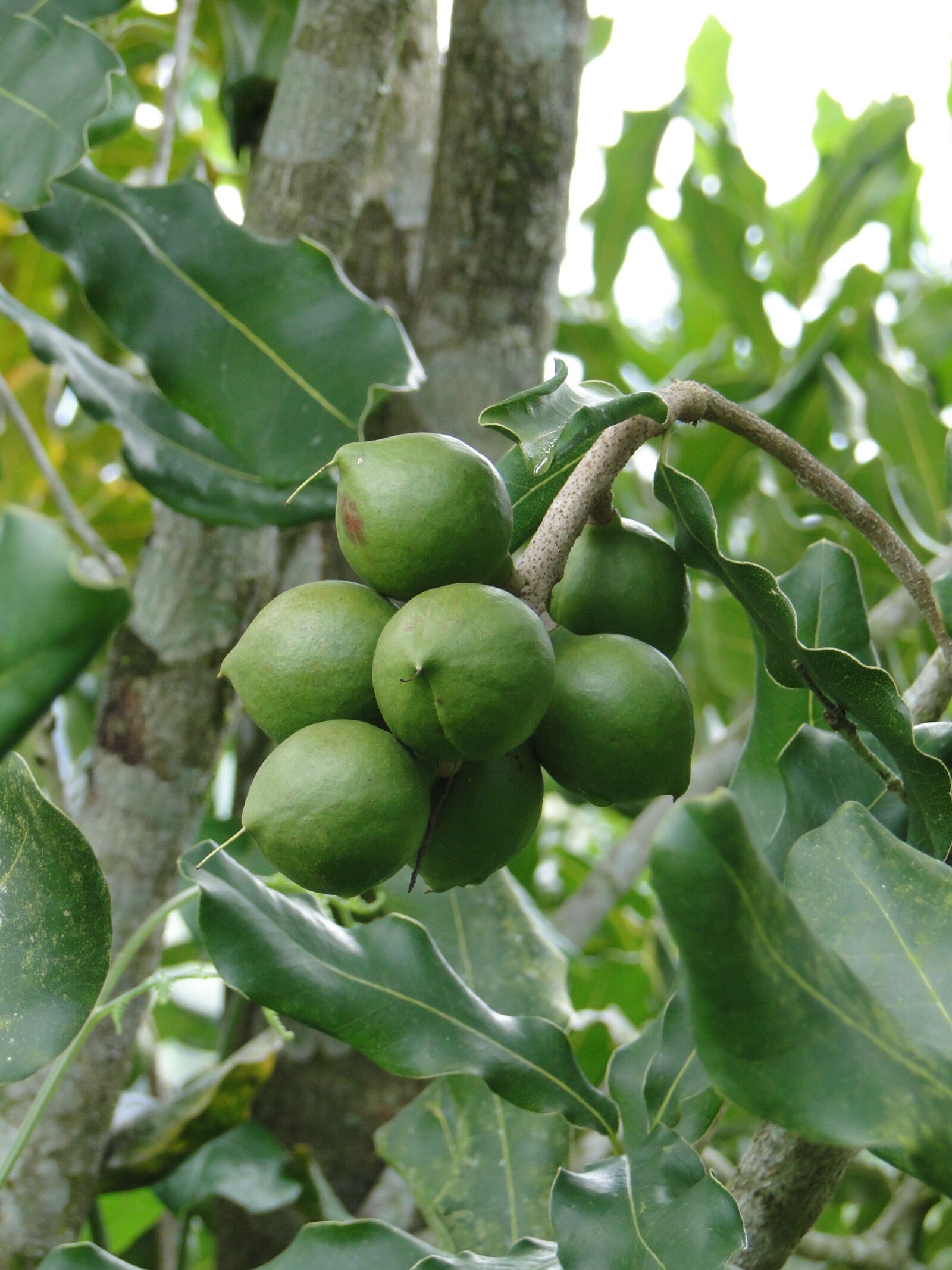 Sony Cyber-shot DSC-HX1 sample photo. Fruits, macadamia, quindío photography