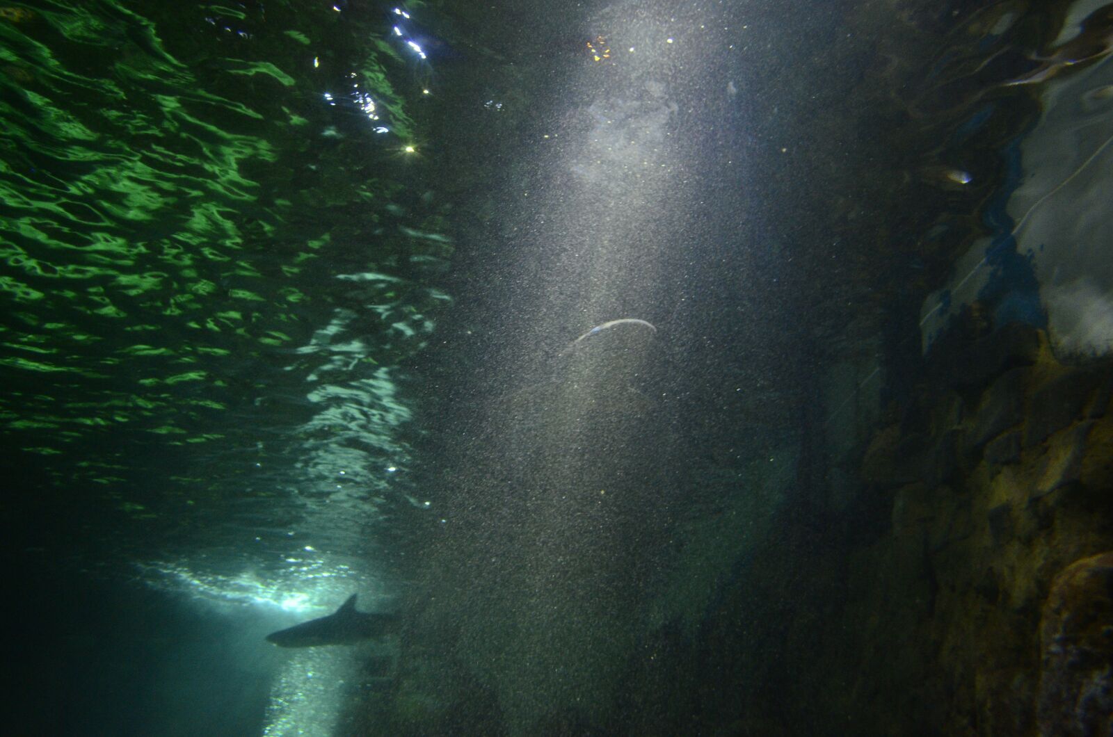 Nikon D7000 sample photo. Aquarium, shark, water photography