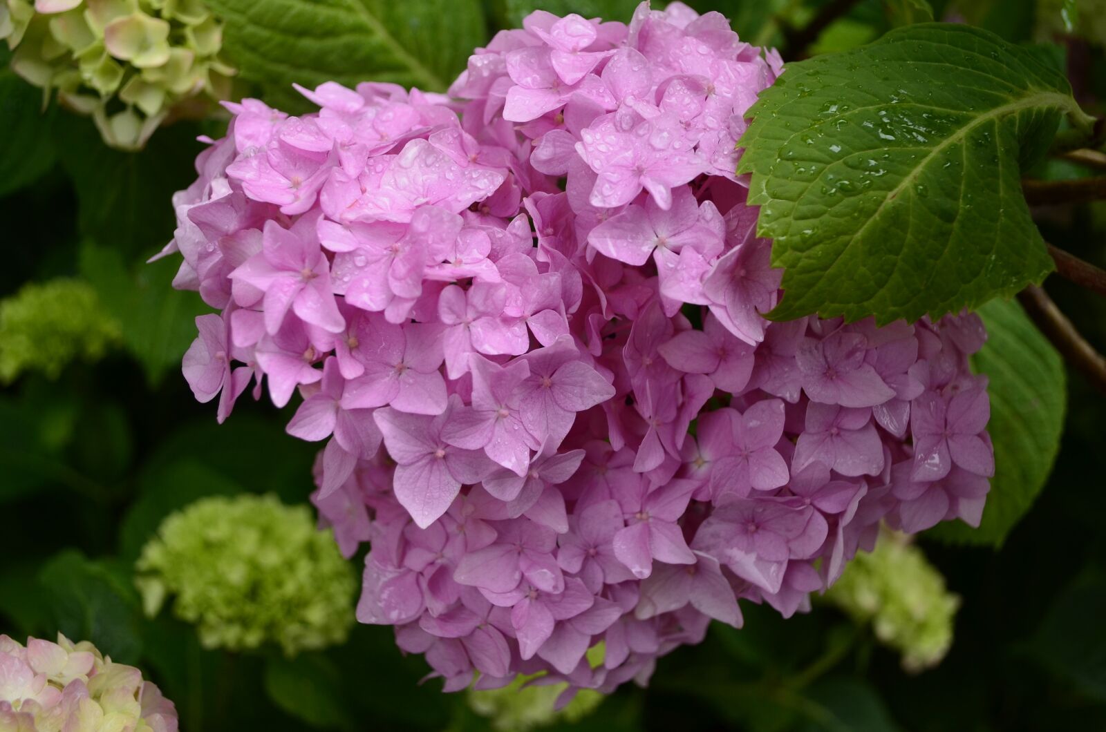 Nikon D5100 sample photo. Hydrangea, flower, summer photography