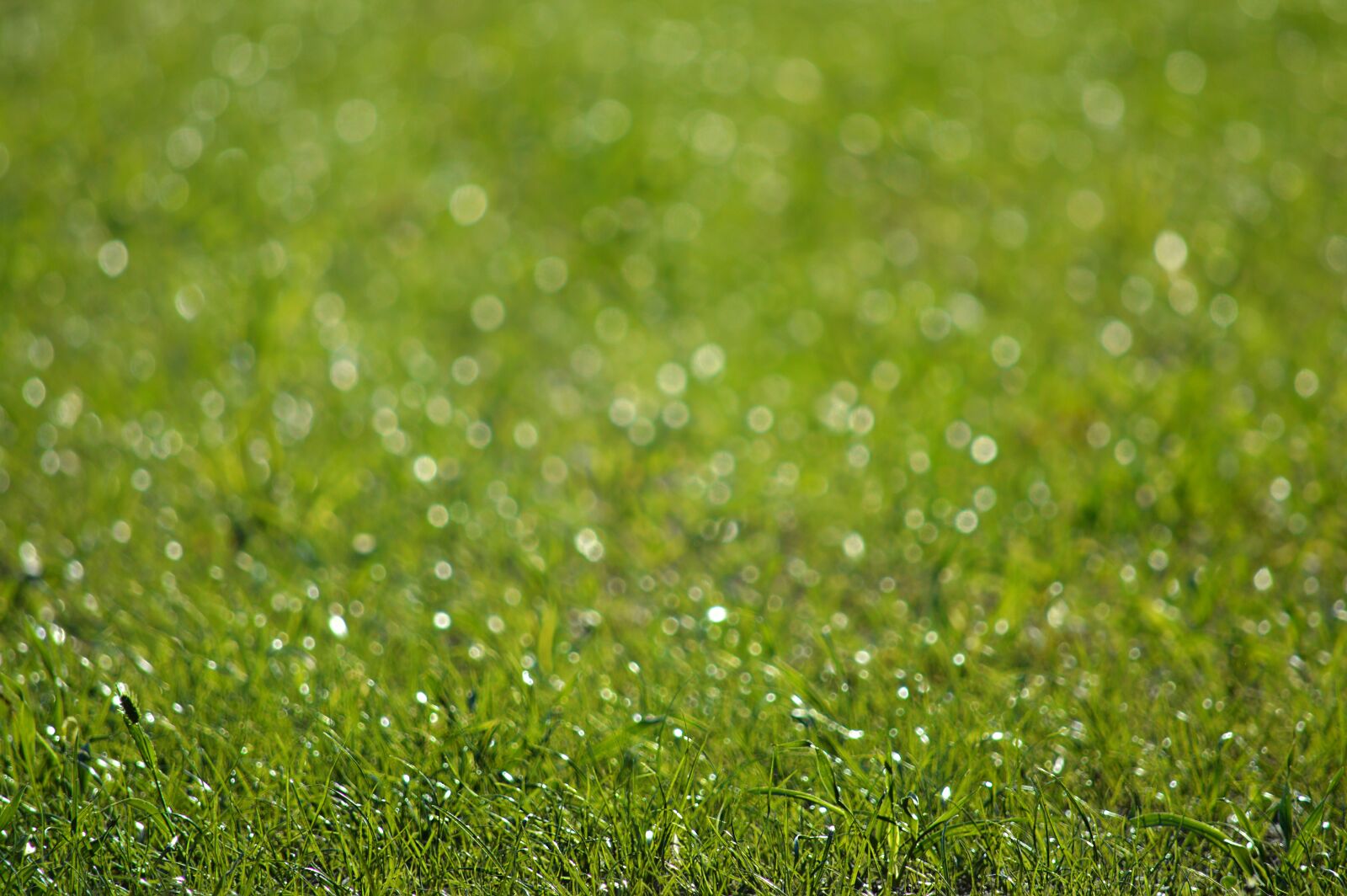 Nikon D3200 sample photo. Grass, green, nature photography