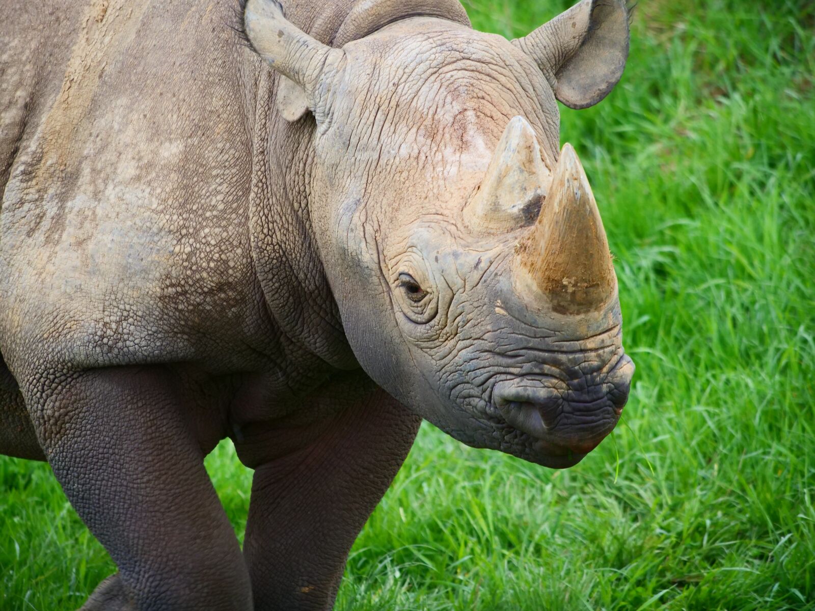 Panasonic Lumix DC-G9 sample photo. Rhino, rhinoceros, animal photography