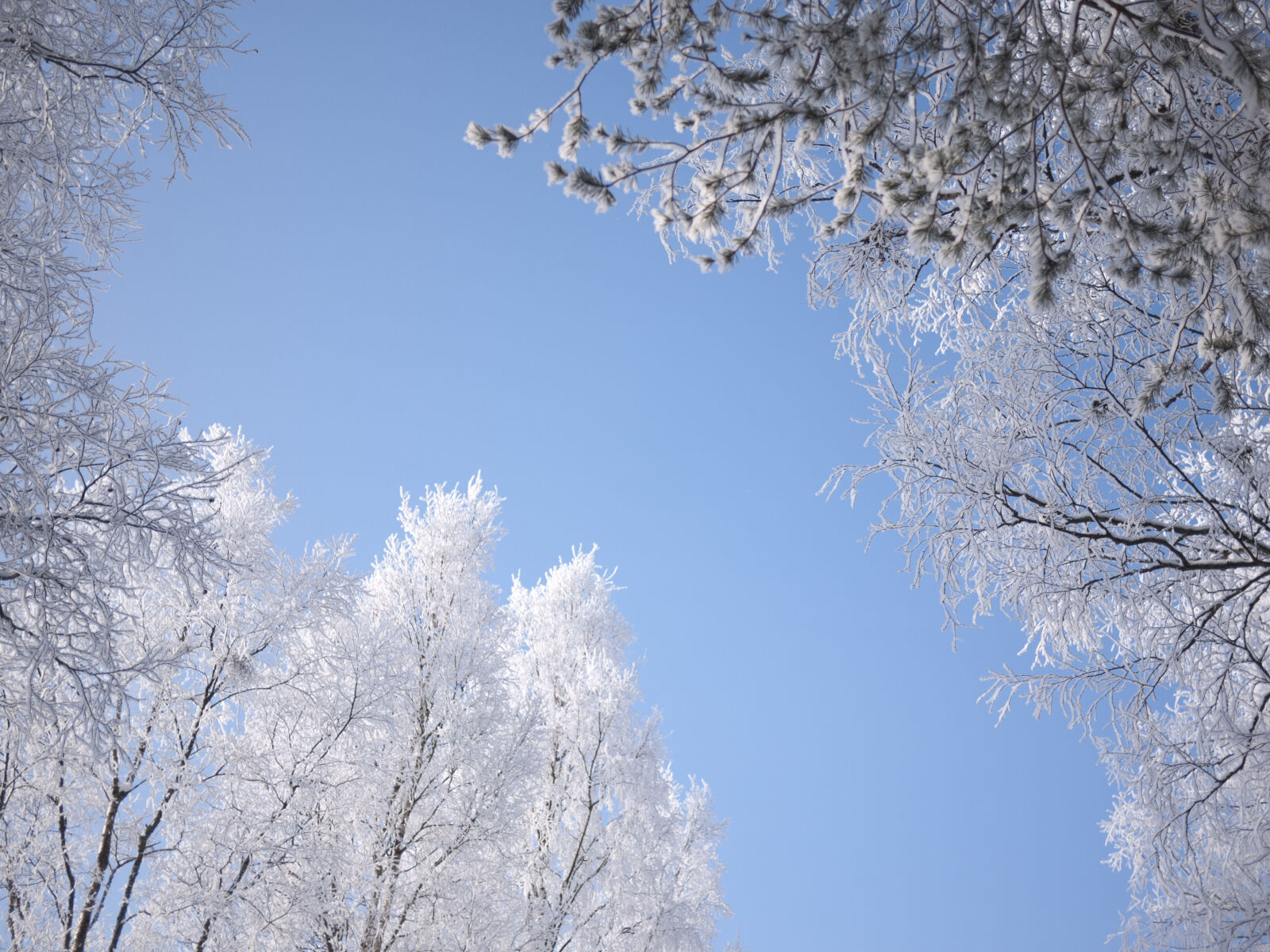 Panasonic Lumix DMC-GF1 sample photo. Snow, sky, trees, winter photography