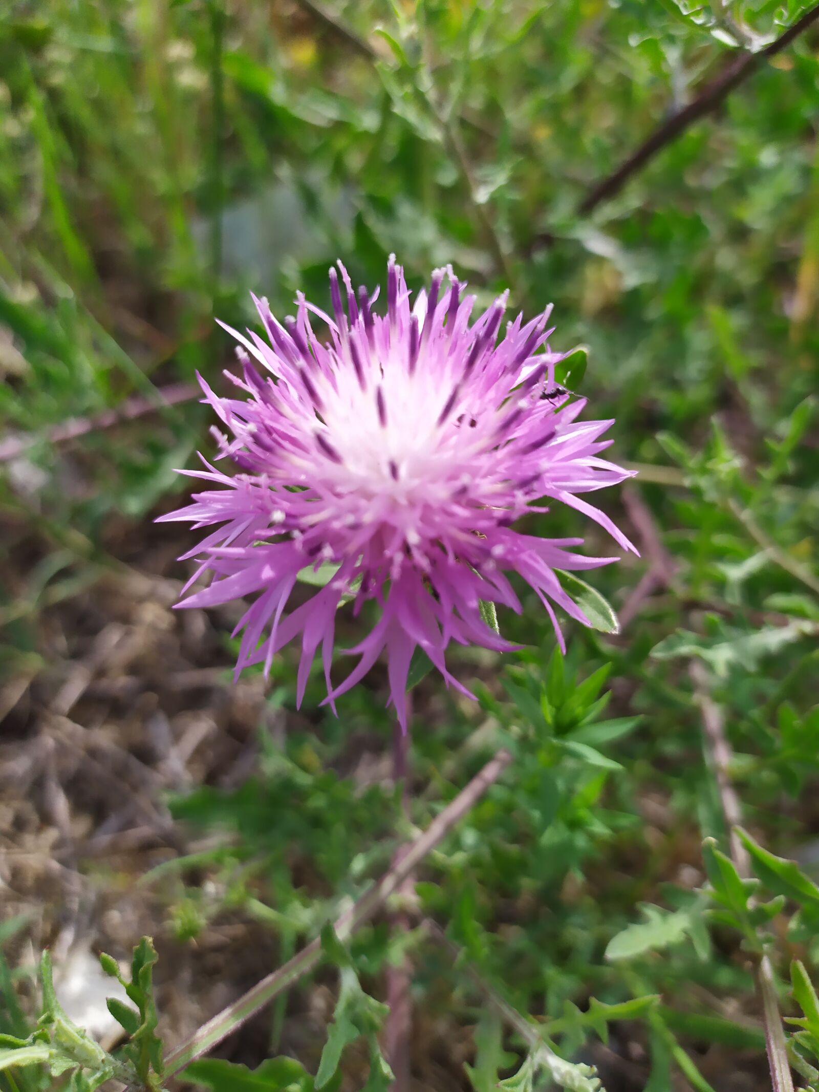 Xiaomi Redmi Note 7 sample photo. Flowers, plants, violet photography
