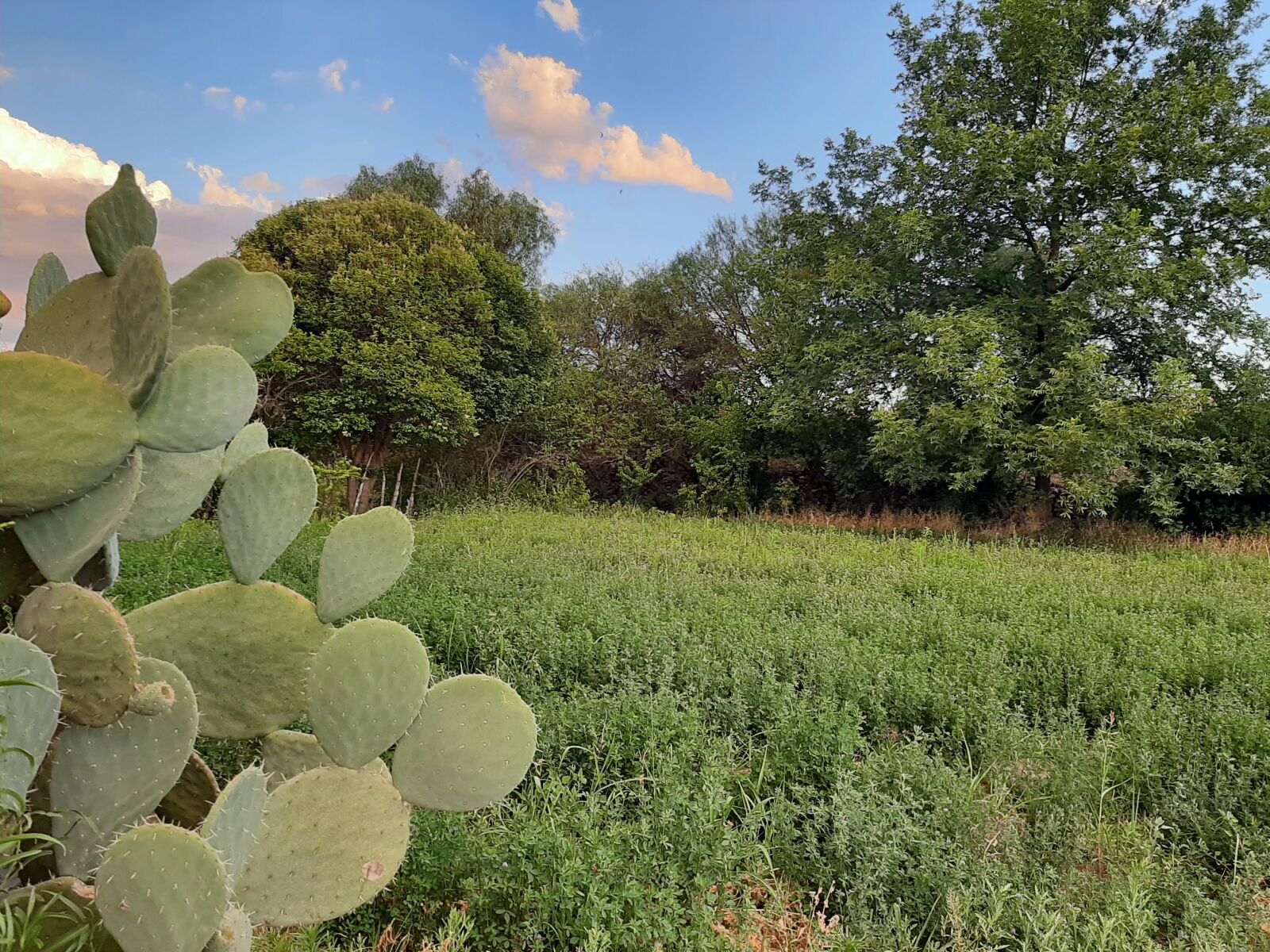 Samsung Galaxy A50 sample photo. Nopales, alfalfa, planting photography