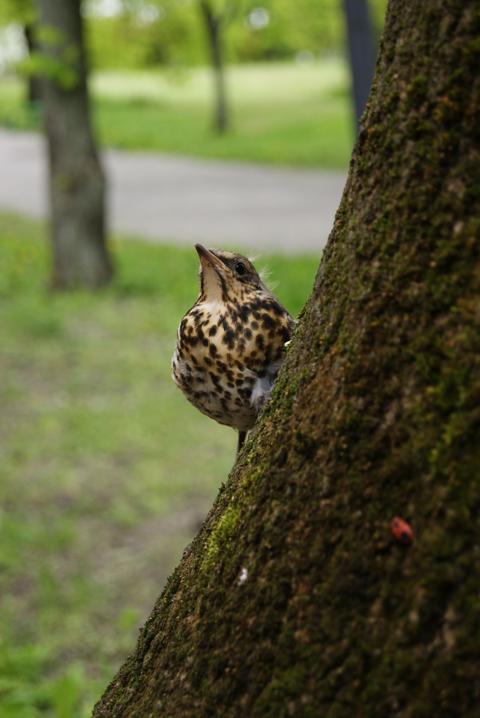 Sony Alpha DSLR-A230 sample photo. Starling, bird, nature photography
