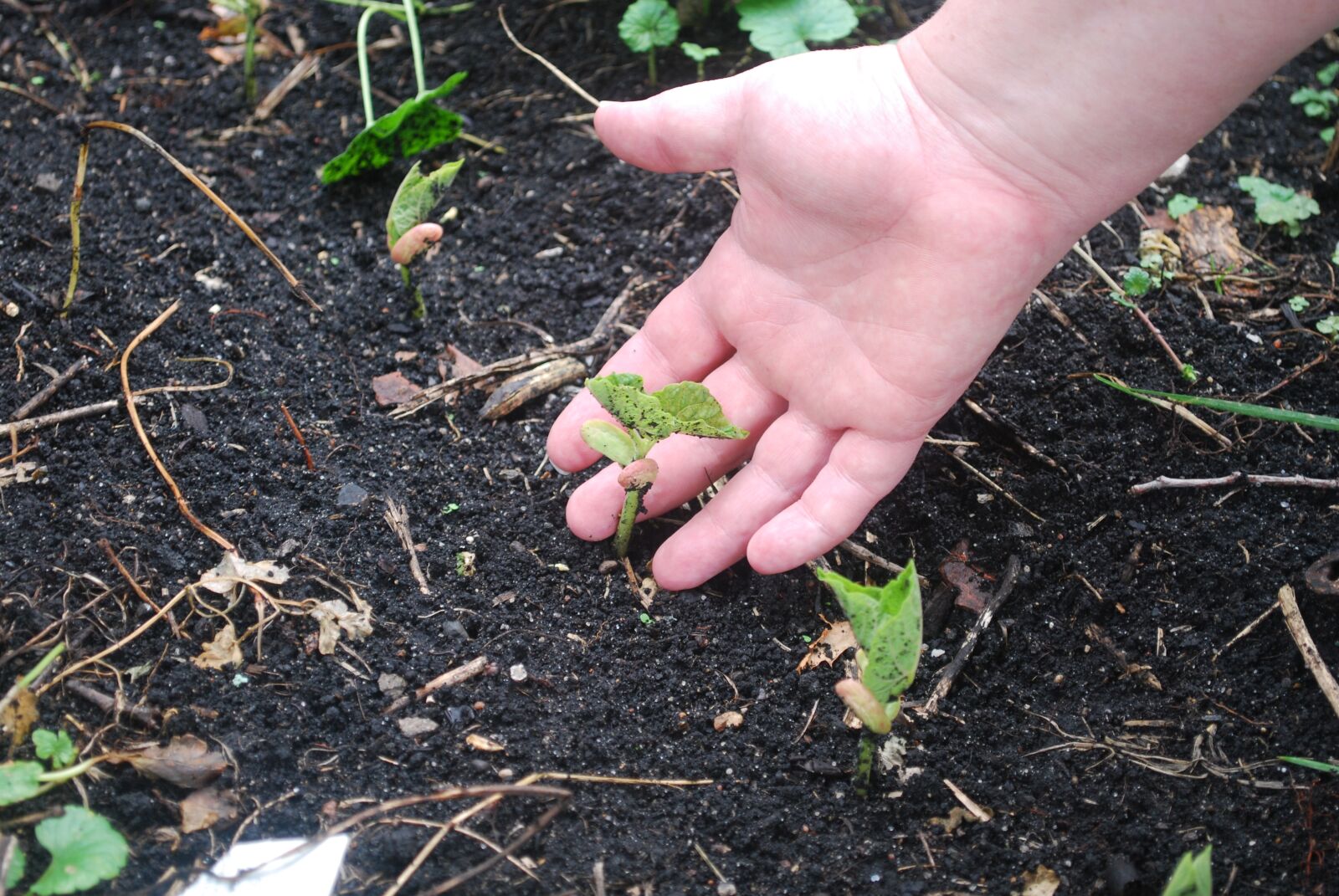 Nikon D60 sample photo. Soil, hands, earth photography
