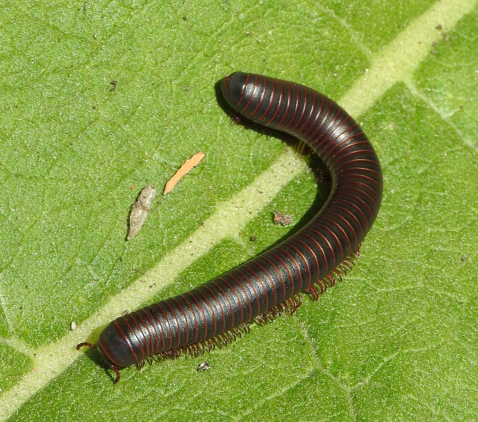 Nikon Coolpix P900 sample photo. American giant millipede, worm photography