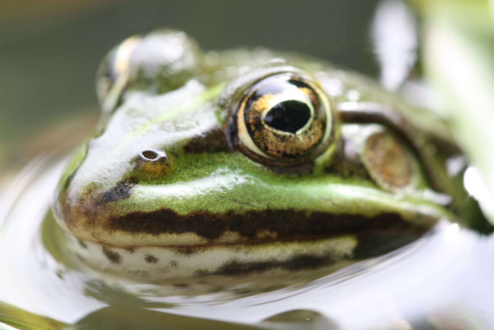 Canon EOS 450D (EOS Rebel XSi / EOS Kiss X2) sample photo. Amphibian, nature, frog photography