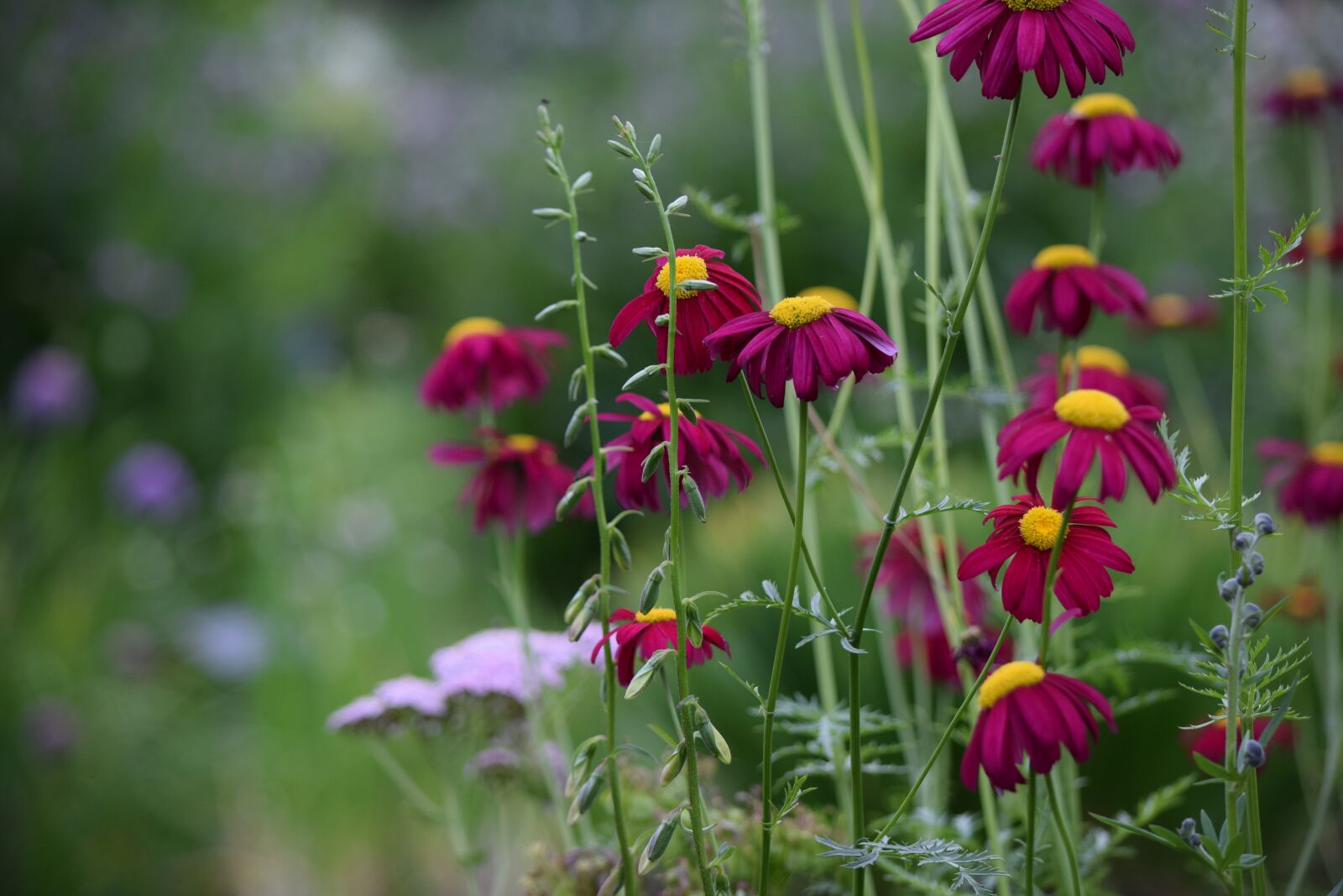 Nikon D5300 sample photo. Flower, color, spring photography