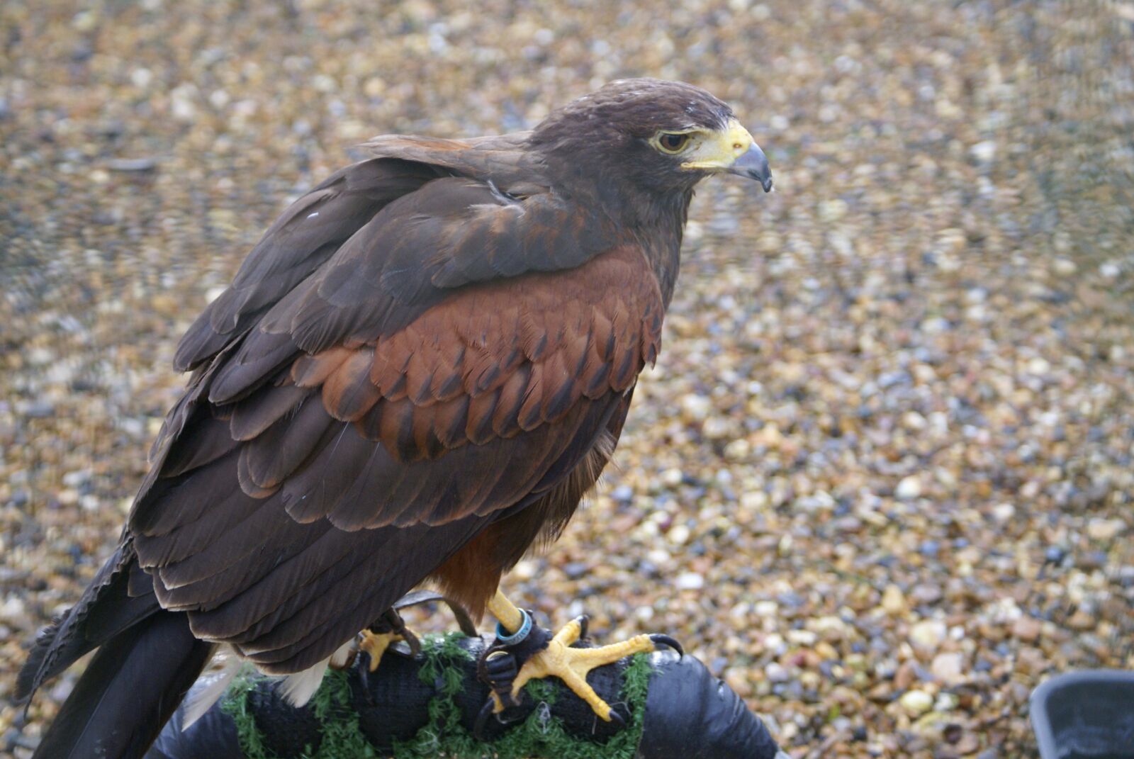 Sony Alpha DSLR-A100 sample photo. Bird, wild, nature photography