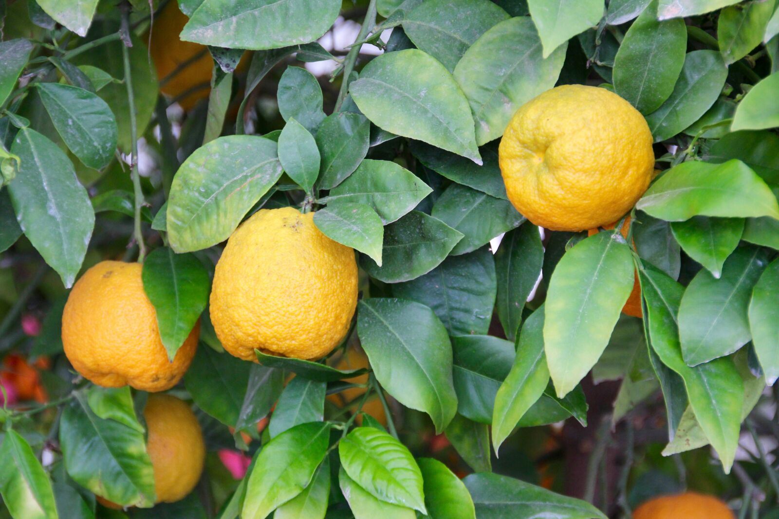 Canon EOS 60D sample photo. Lemons, lemon tree, citrus photography