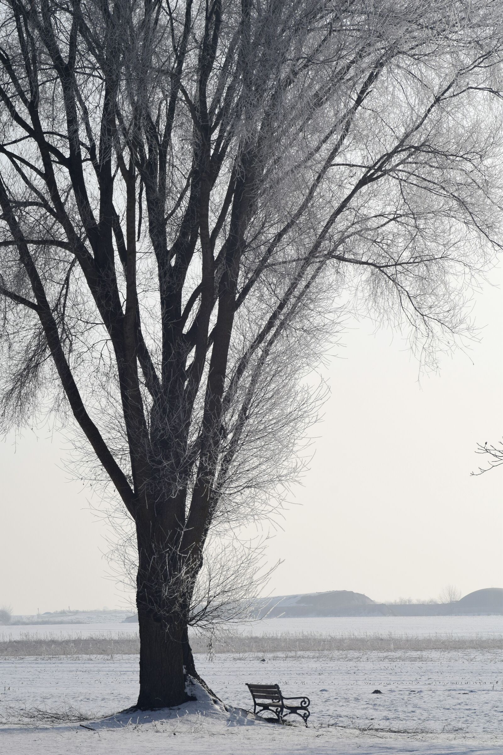 Nikon D3300 sample photo. Tree, winter, wintry photography