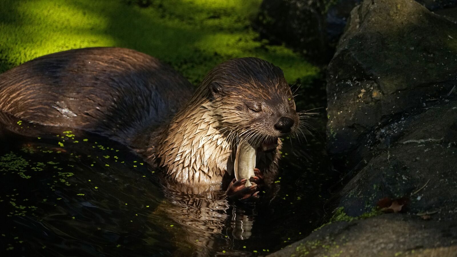 Sony a7 sample photo. Otter, pond, eat photography